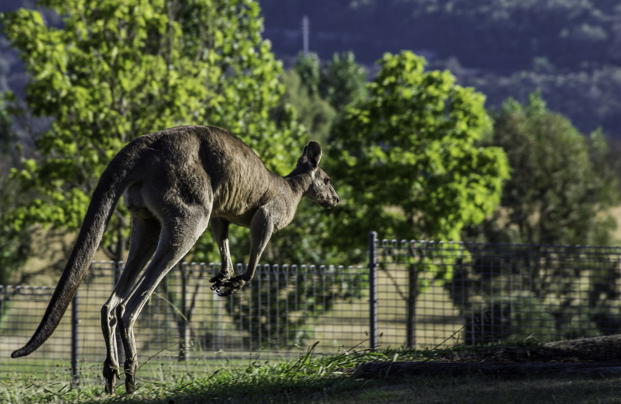 Pentax smc DA* 60-250mm F4.0 ED (IF) SDM sample photo. The big kangaroo photography