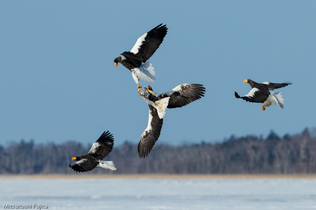 Canon EF 600mm F4L IS II USM sample photo. Combat photography