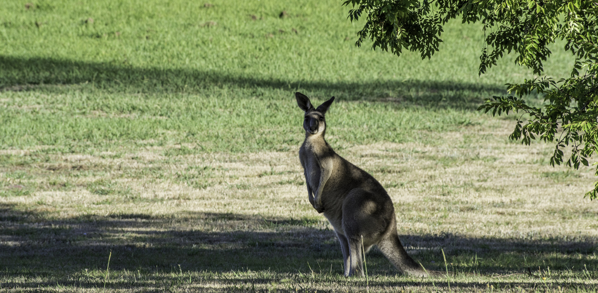 Pentax smc DA* 60-250mm F4.0 ED (IF) SDM sample photo. Little roo photography