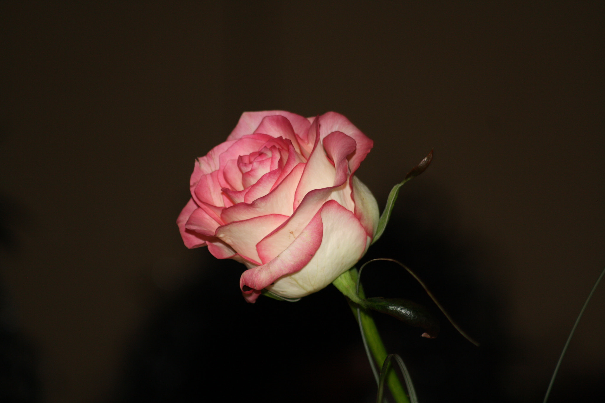 Canon EF 80-200mm F4.5-5.6 II sample photo. The rose photography