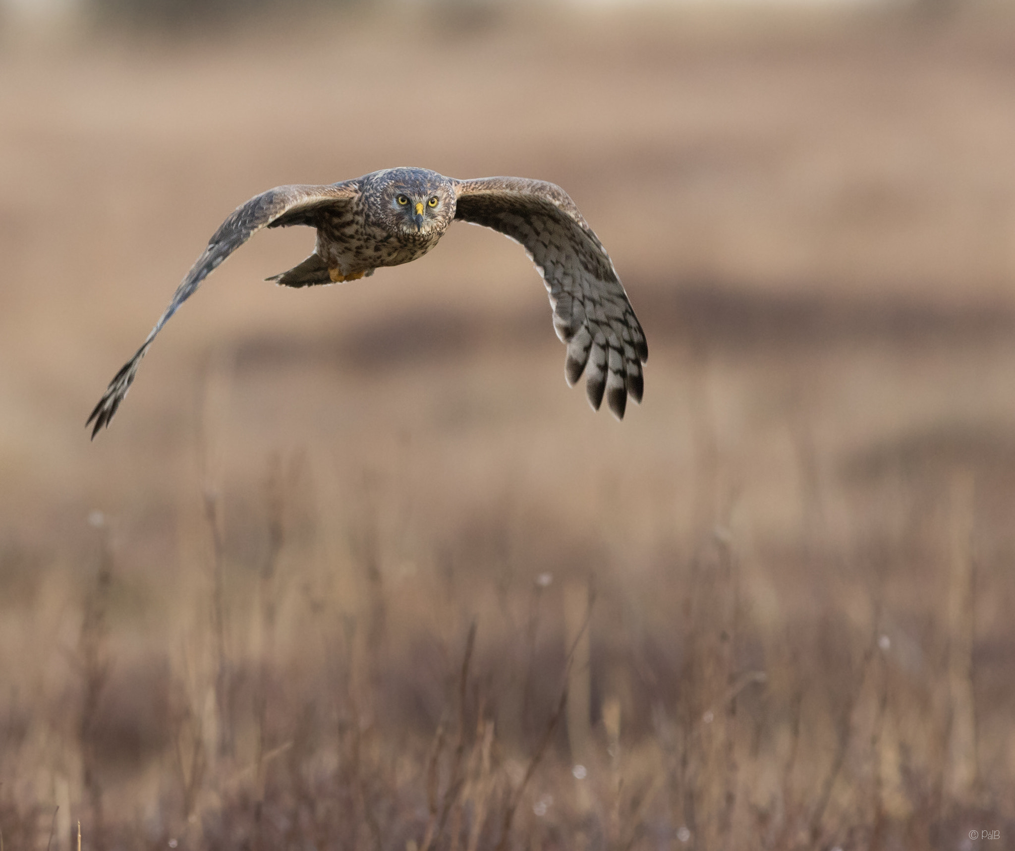 Canon EOS 7D Mark II + Canon EF 300mm F2.8L IS USM sample photo. Hen harrier photography