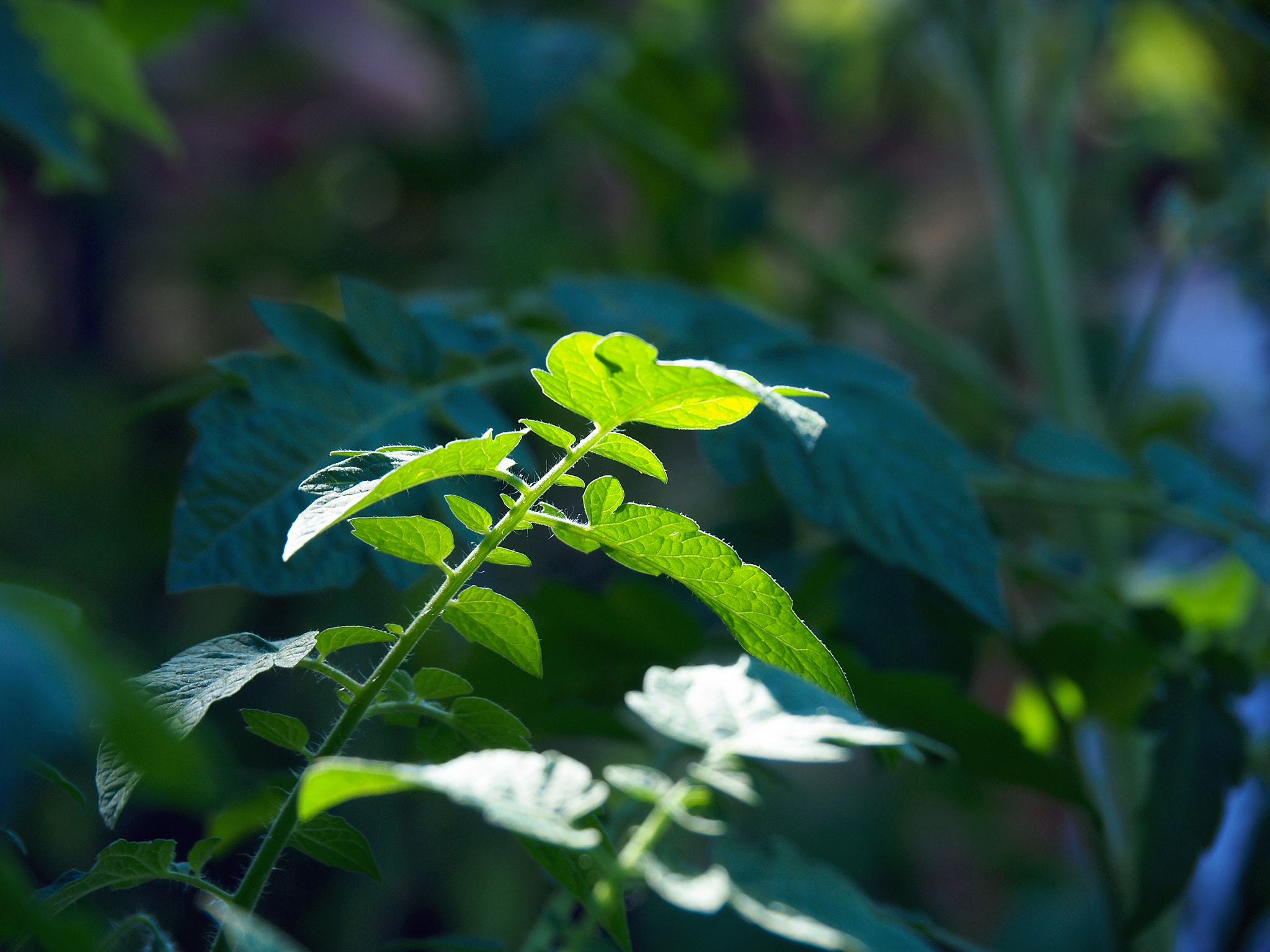 Olympus OM-D E-M5 II sample photo. Tomato plant photography