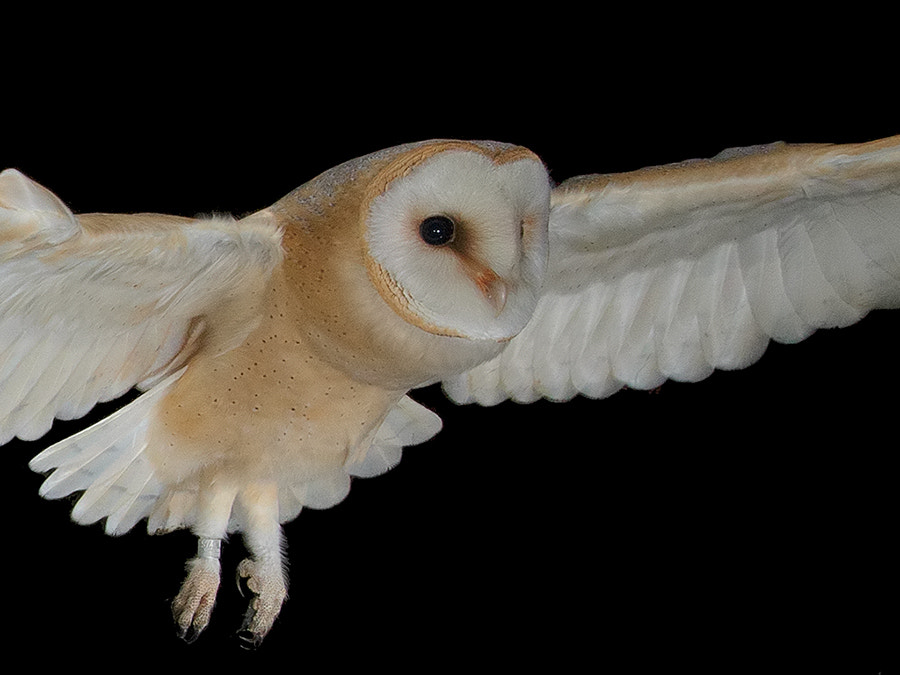 Canon EOS-1D X sample photo. Barnowl in flight photography