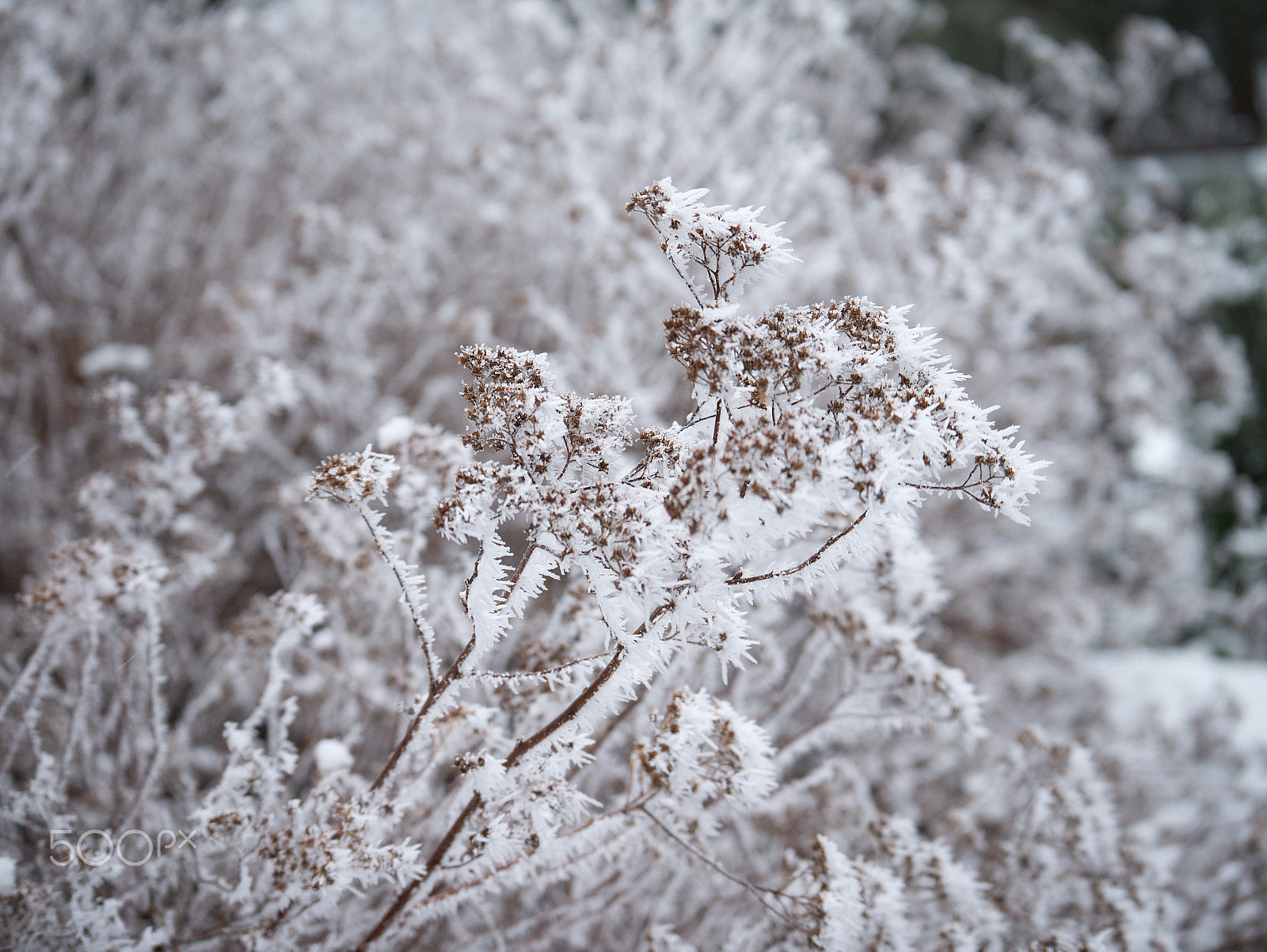 LUMIX G VARIO 35-100/F4.0-5.6 sample photo. Winter in the garden 2 photography