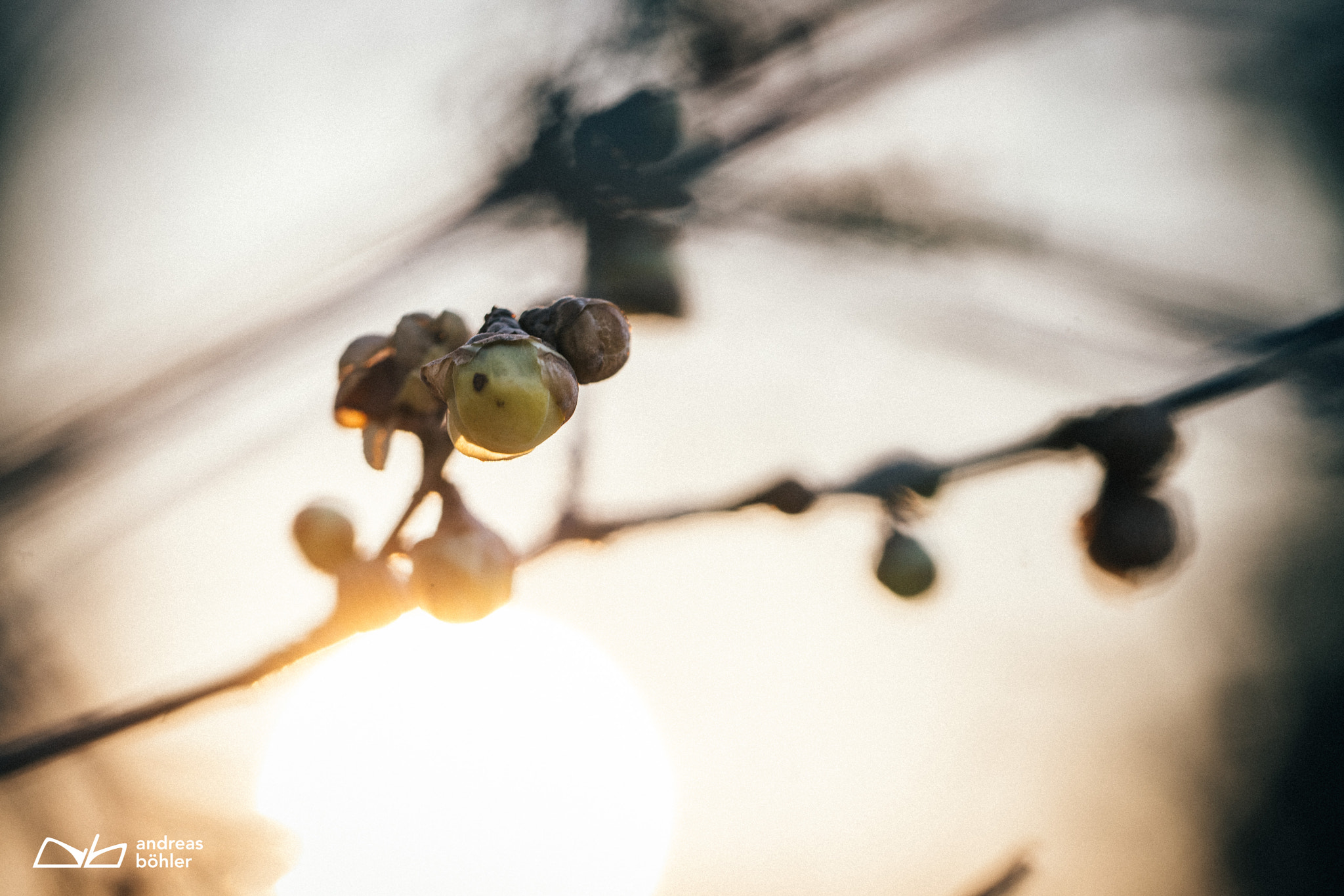 Canon EF 100mm F2.8L Macro IS USM sample photo. Rising growth photography