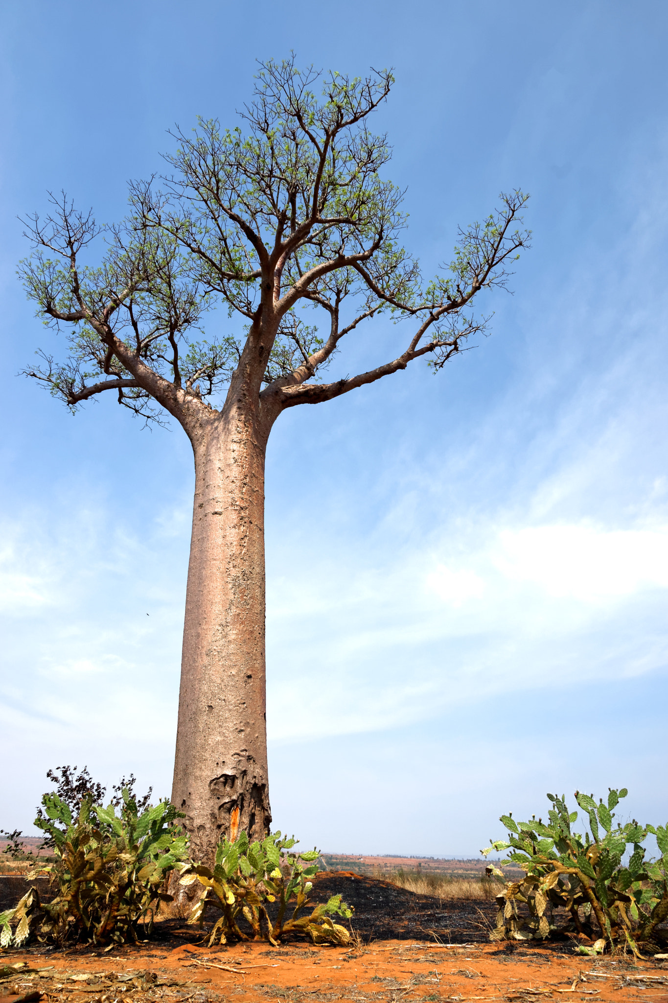 Sony SLT-A77 sample photo. Baobab photography