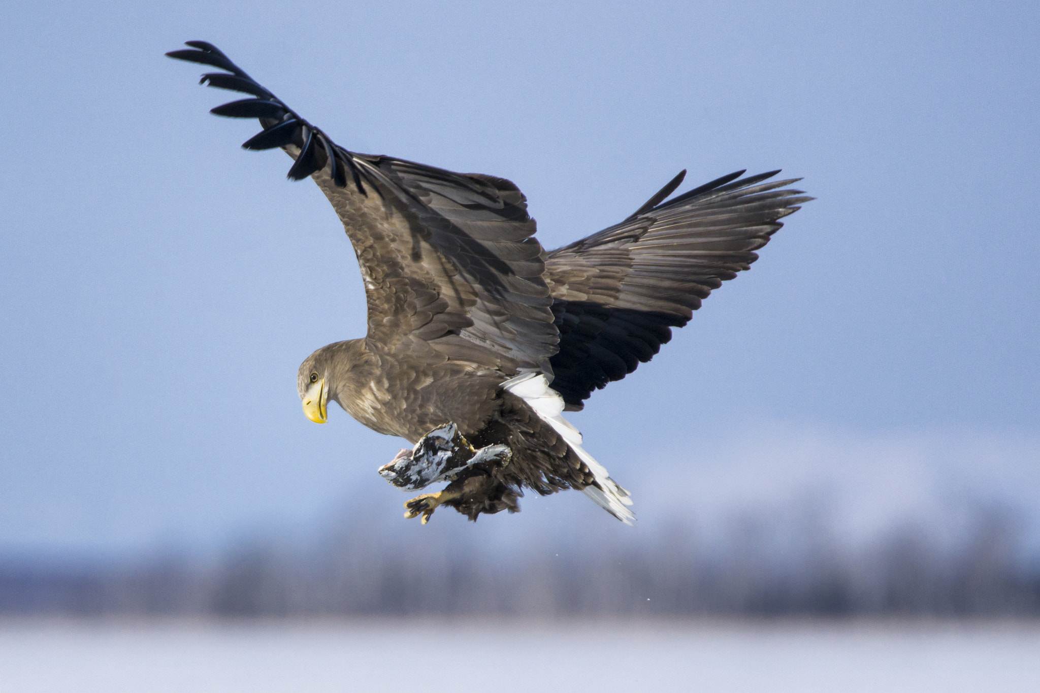 Sony a6000 + Tamron SP 150-600mm F5-6.3 Di VC USD sample photo. White-tailed eagle with fish photography