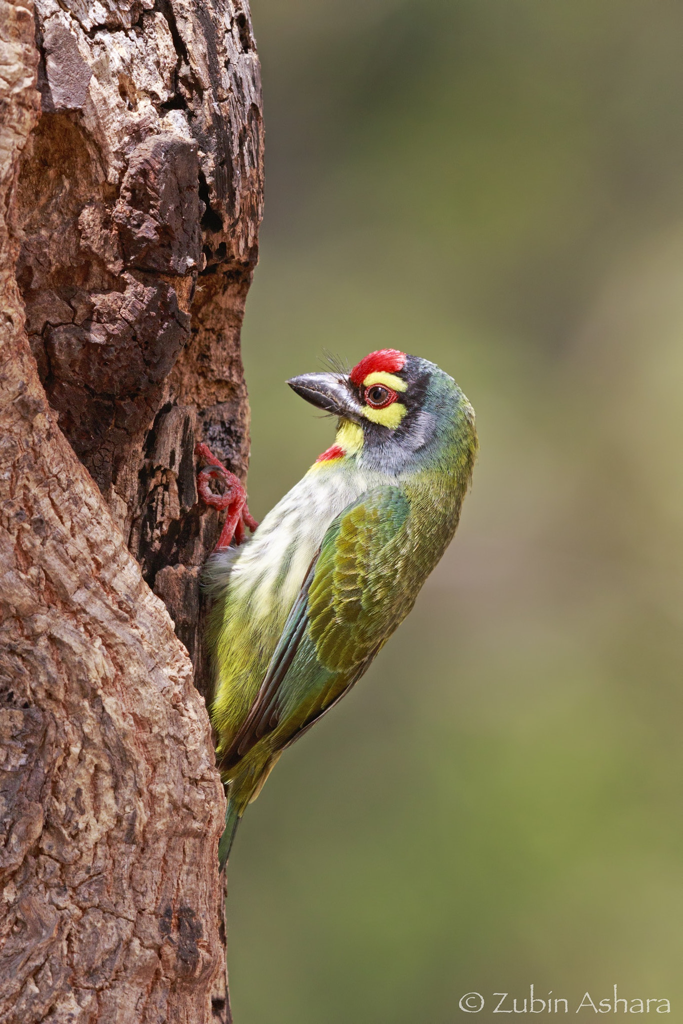 Canon EF 600mm F4L IS II USM sample photo. Coppersmith barbet photography