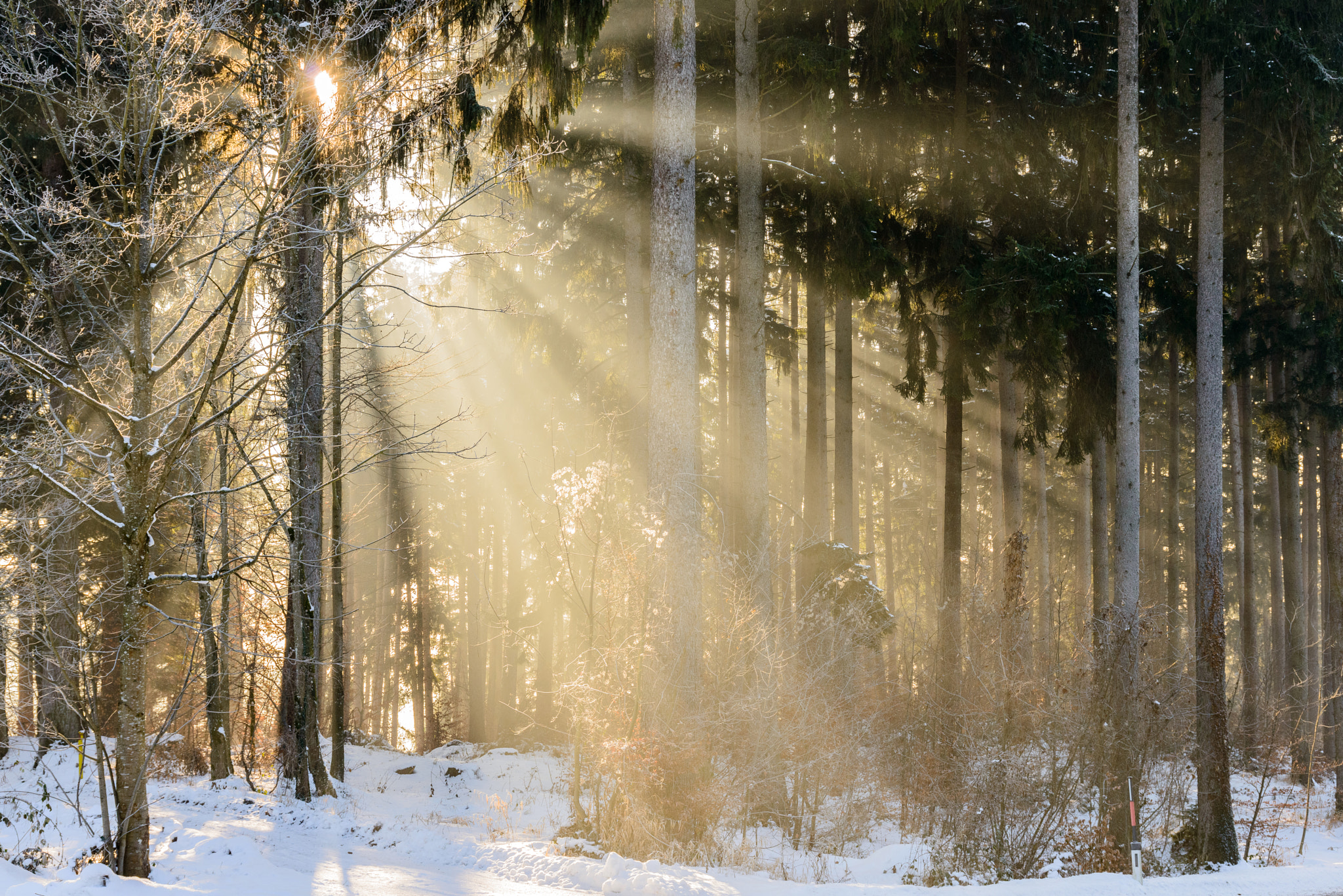 Nikon D800 + Sigma 24-105mm F4 DG OS HSM Art sample photo. Light games in the forest photography