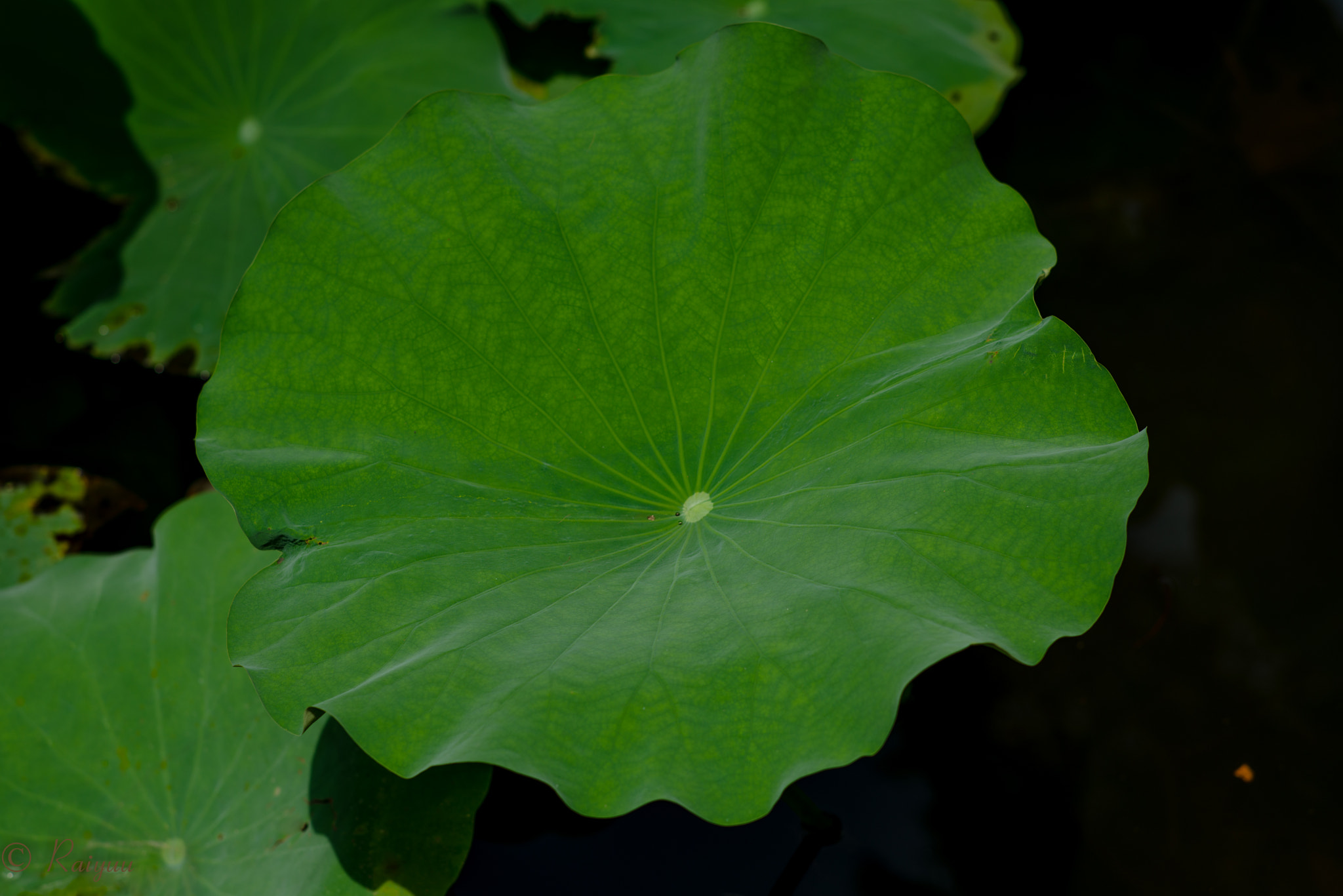 ZEISS Planar T* 85mm F1.4 sample photo. Dsc_4147-1-2.jpg photography