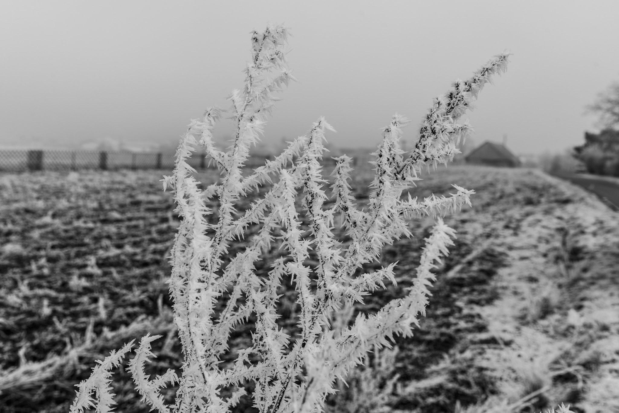 Nikon AF-S Nikkor 35mm F1.8G ED sample photo. Iced bush photography