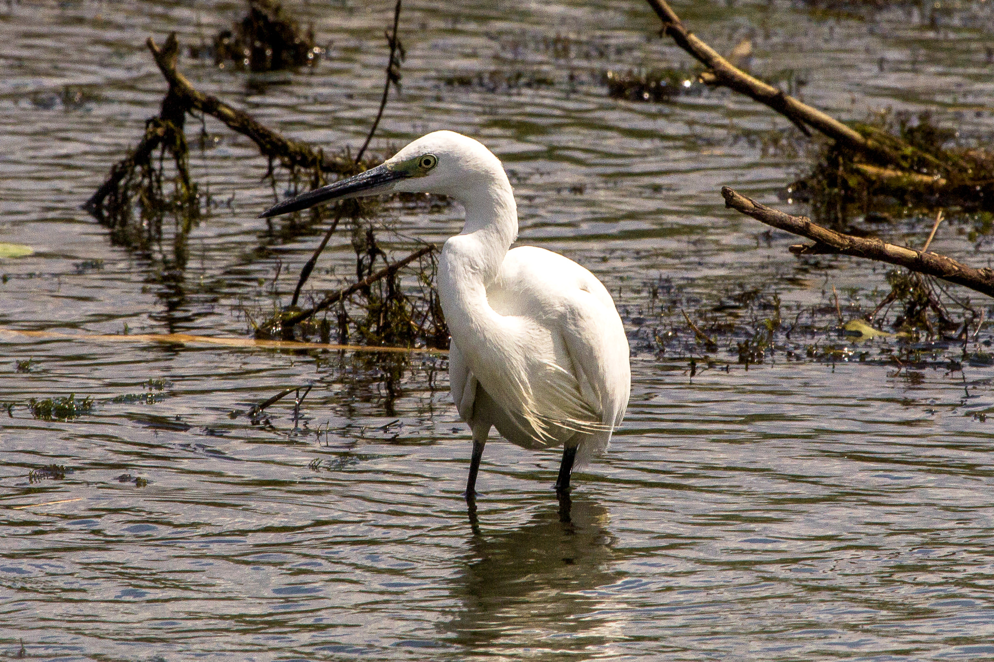 Canon EF 100-400mm F4.5-5.6L IS USM sample photo. Little egret photography