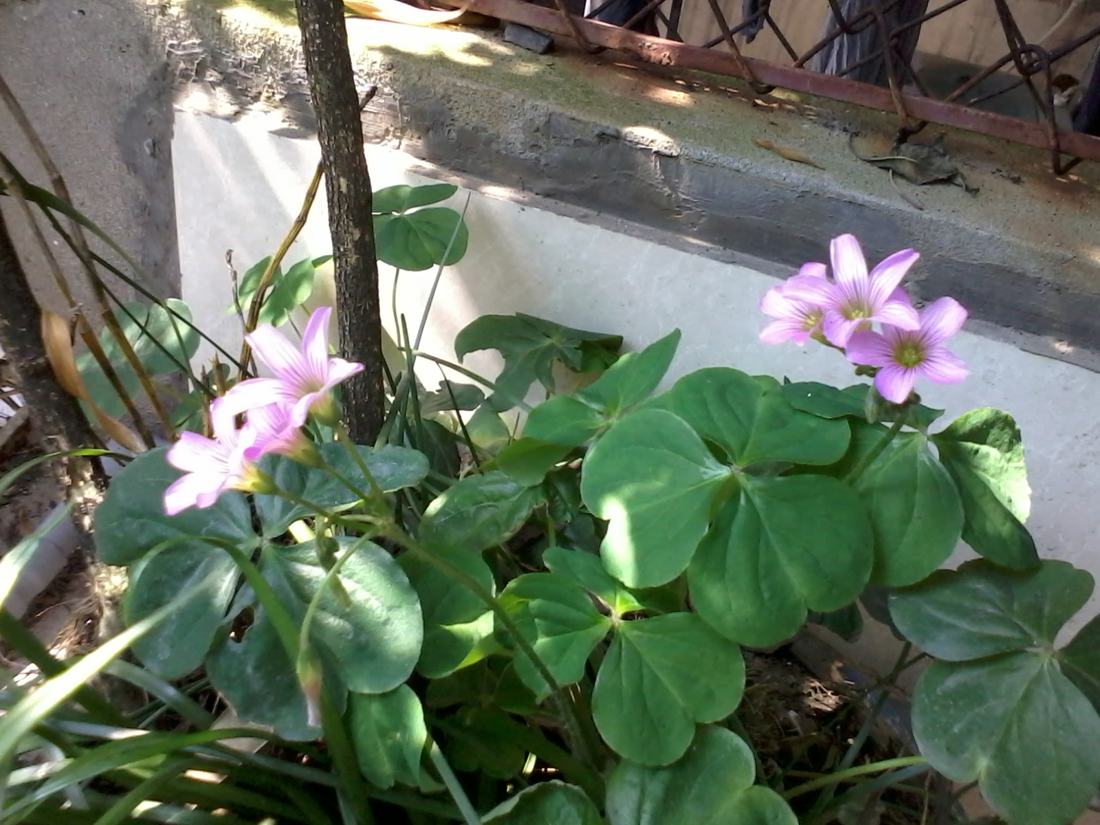 Samsung Galaxy Y sample photo. Mygarden happy new year photography