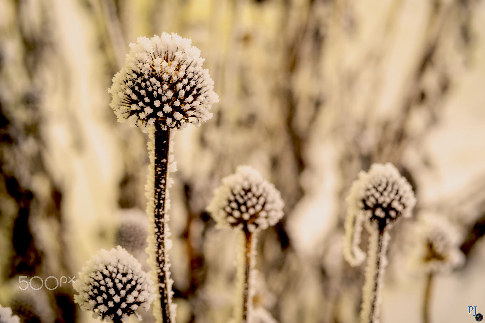 Nikon D3100 + Nikon AF-S Nikkor 50mm F1.4G sample photo. Helios 44-2 ... 18. ojíněno photography