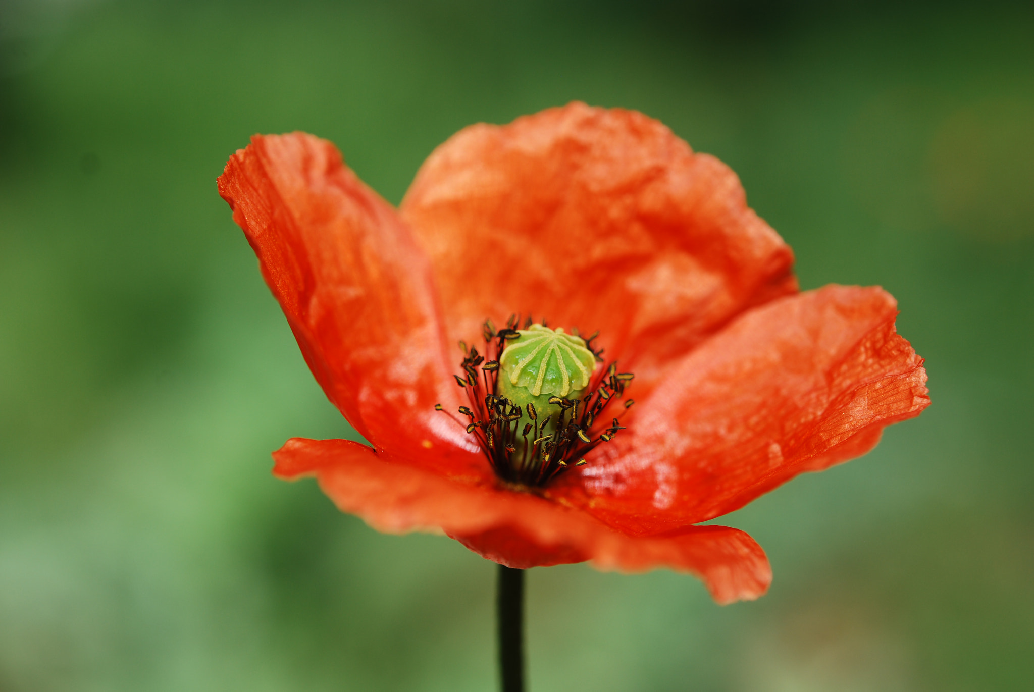 Nikon AF-S Micro-Nikkor 60mm F2.8G ED sample photo. Petals photography