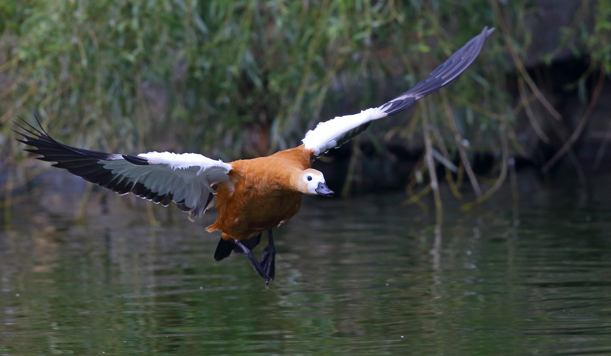 Canon EOS-1D X + Canon EF 300mm F2.8L IS II USM sample photo. Tadorna ferruginea photography