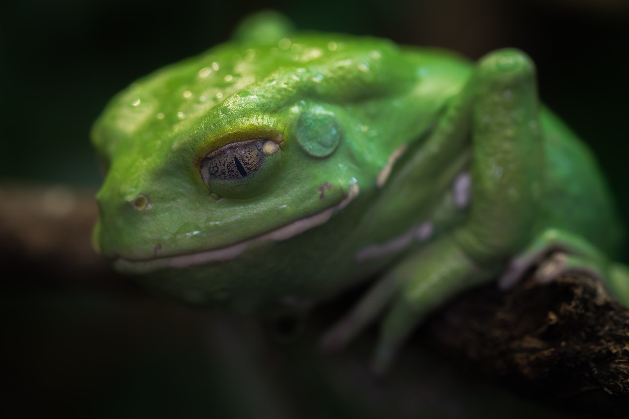 Fujifilm X-T1 + Fujifilm XF 60mm F2.4 R Macro sample photo. Maki photography