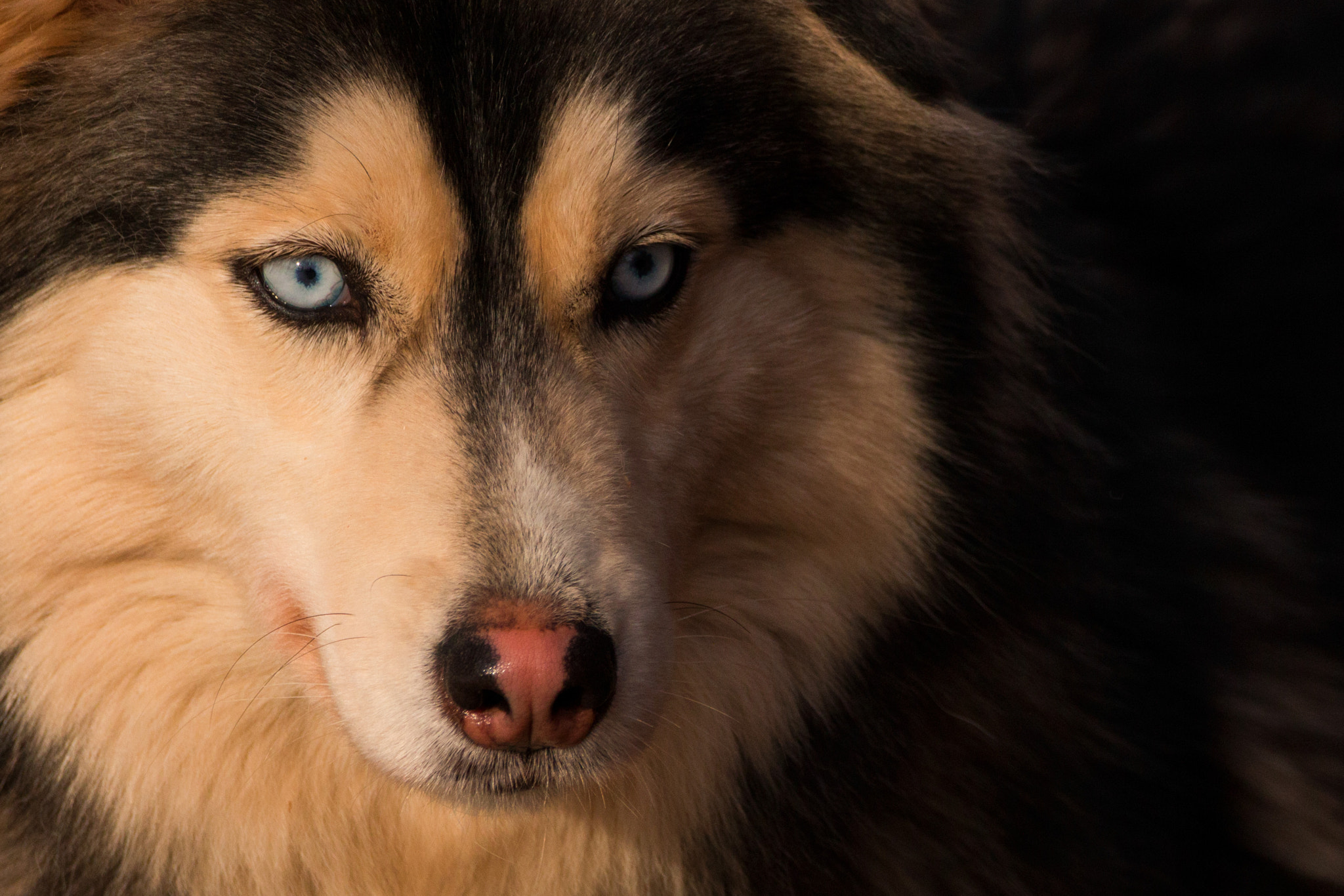 150-600mm F5-6.3 DG OS HSM | Contemporary 015 sample photo. Blue eyes photography
