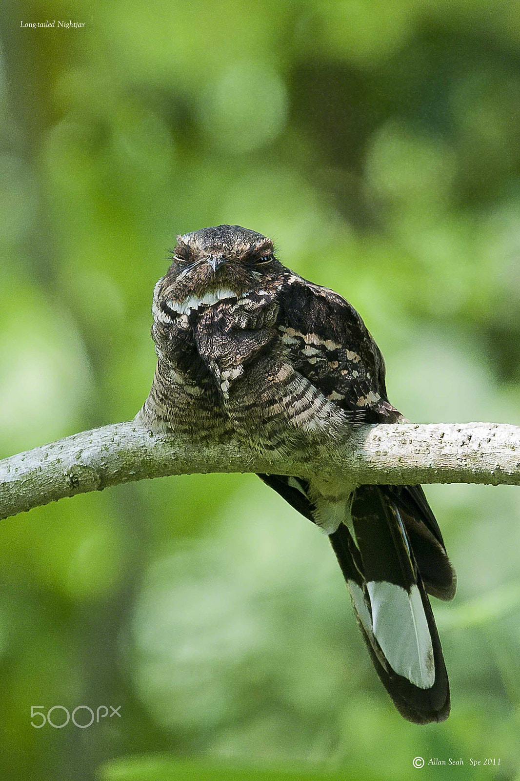 Nikon AF-S Nikkor 400mm F2.8G ED VR II sample photo. Long tailed nightjar photography
