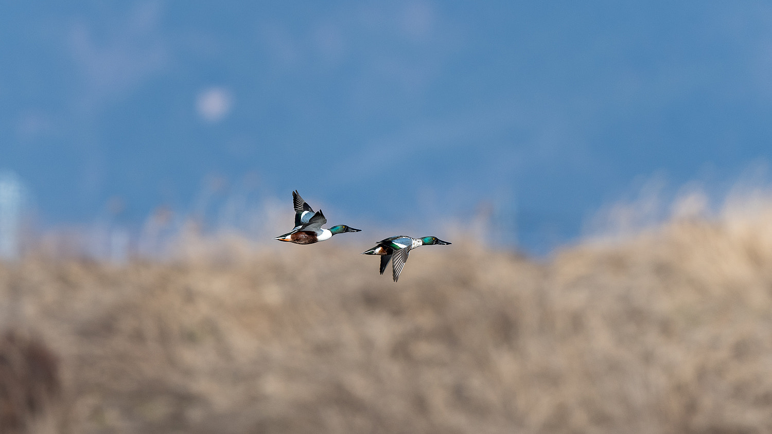 Nikon AF-S Nikkor 600mm F4E FL ED VR sample photo. Shoveler flying over photography