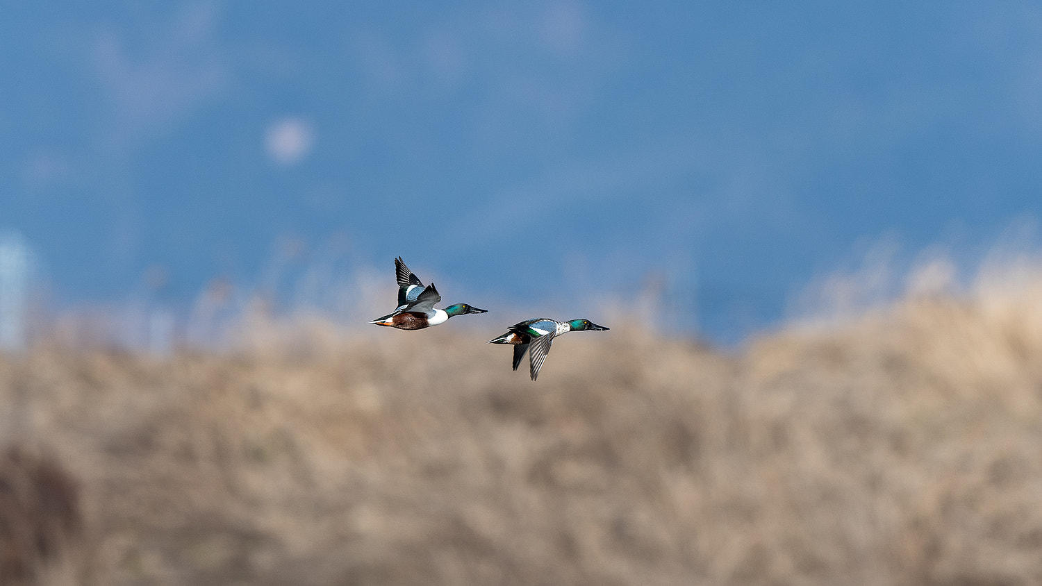 Nikon D500 + Nikon AF-S Nikkor 600mm F4E FL ED VR sample photo. Shoveler flying over photography