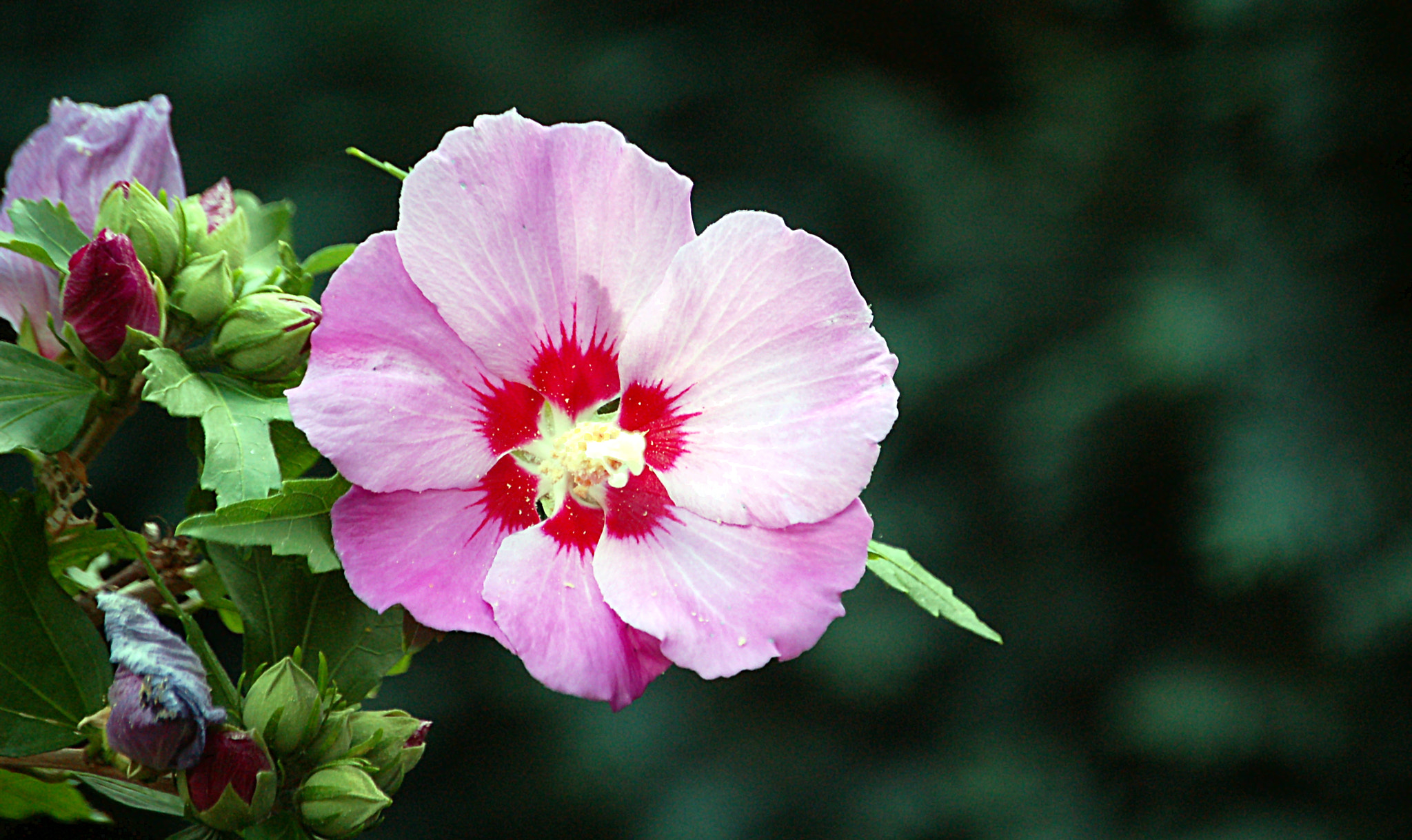 Nikon D50 sample photo