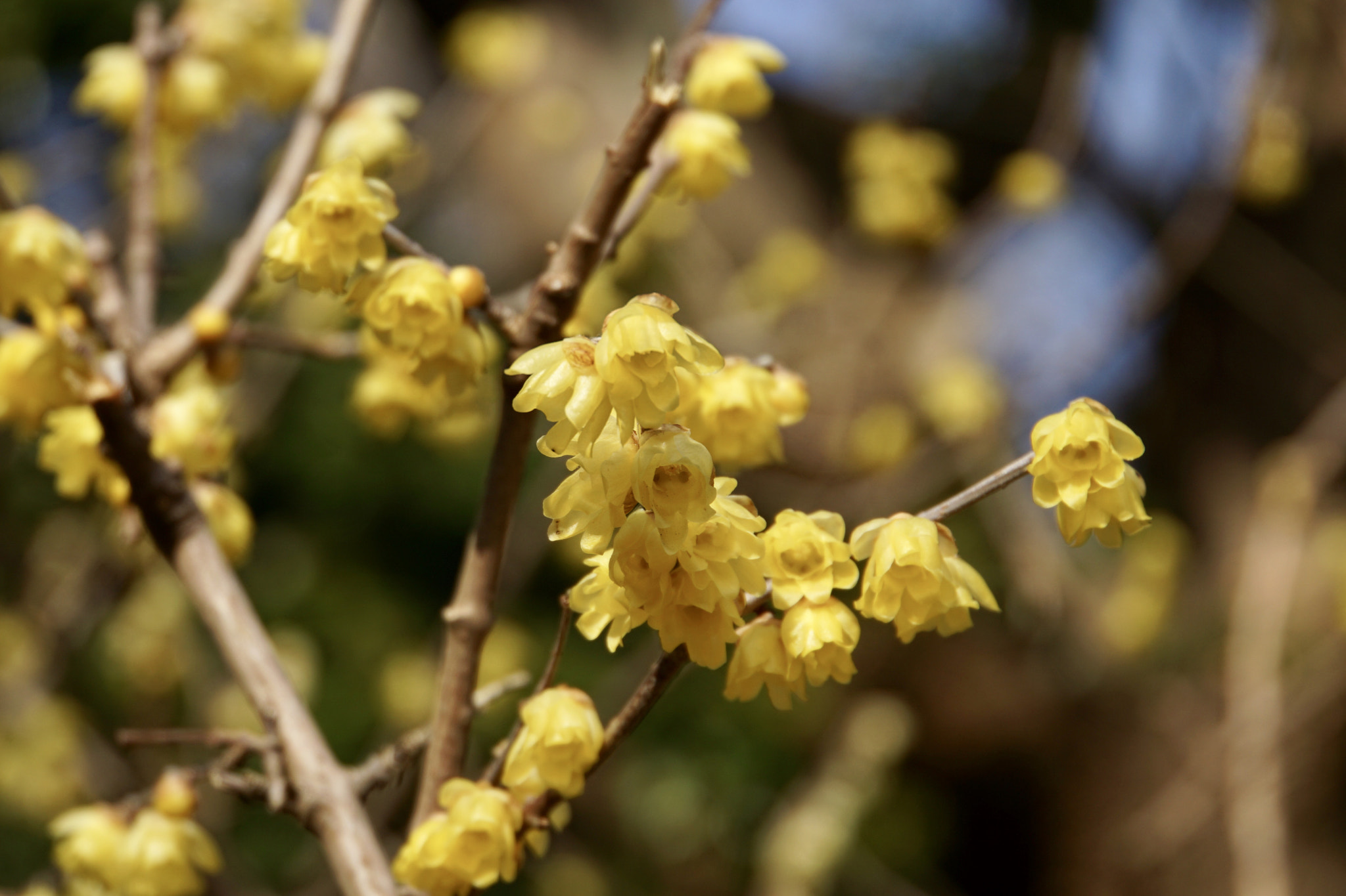 Sony a6000 + Sony E 18-200mm F3.5-6.3 sample photo. ☆*:.｡fragrance｡.:*☆ photography