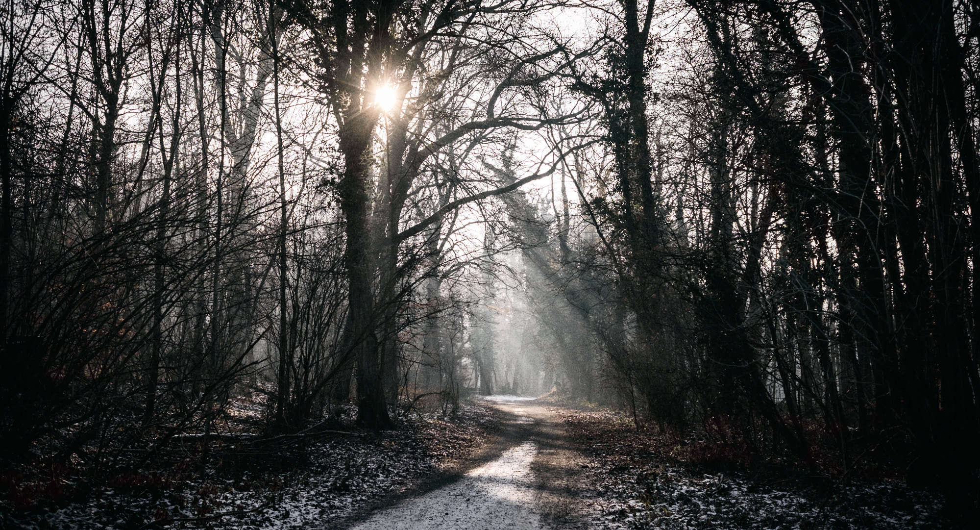 Fujifilm X-E2 + Fujifilm XF 27mm F2.8 sample photo. Winter forest photography