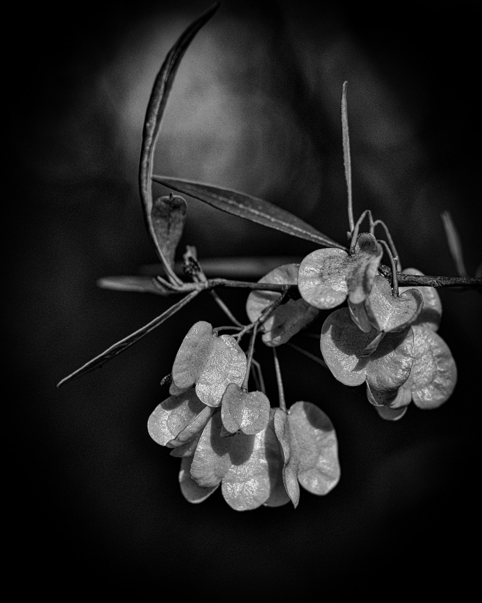 Olympus M.Zuiko Digital ED 60mm F2.8 Macro sample photo. Dodonaea seed pods photography