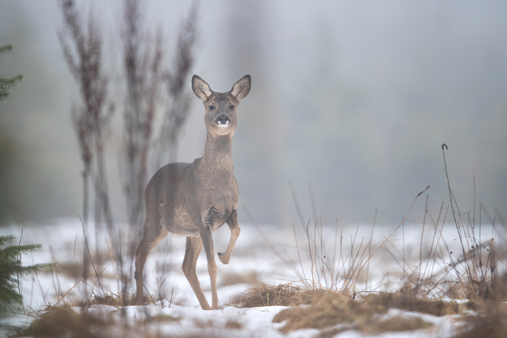 Nikon AF-S Nikkor 600mm F4G ED VR sample photo. Chevreuil dans la brume photography