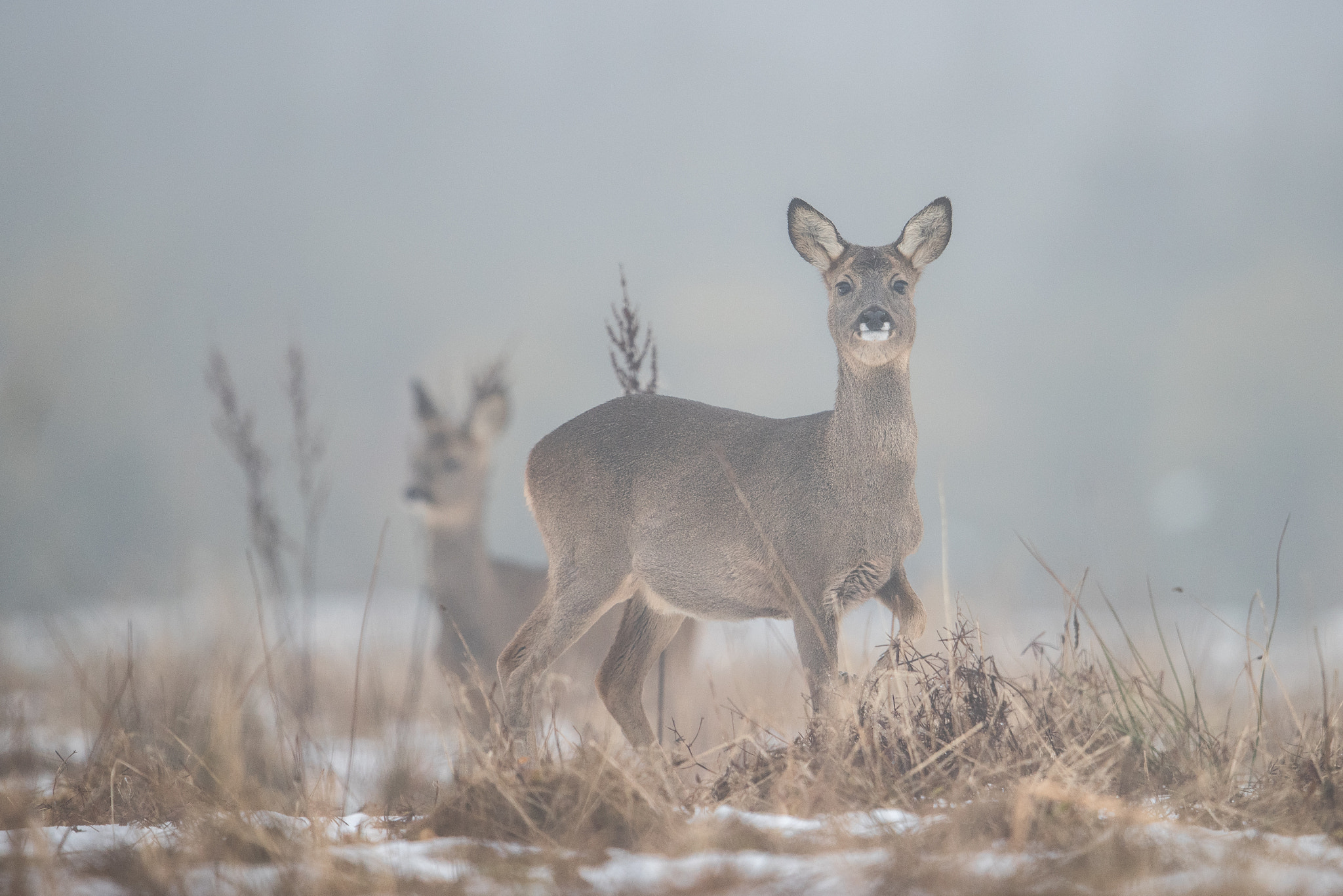 Nikon AF-S Nikkor 600mm F4G ED VR sample photo. Chevreuil dans la brume photography