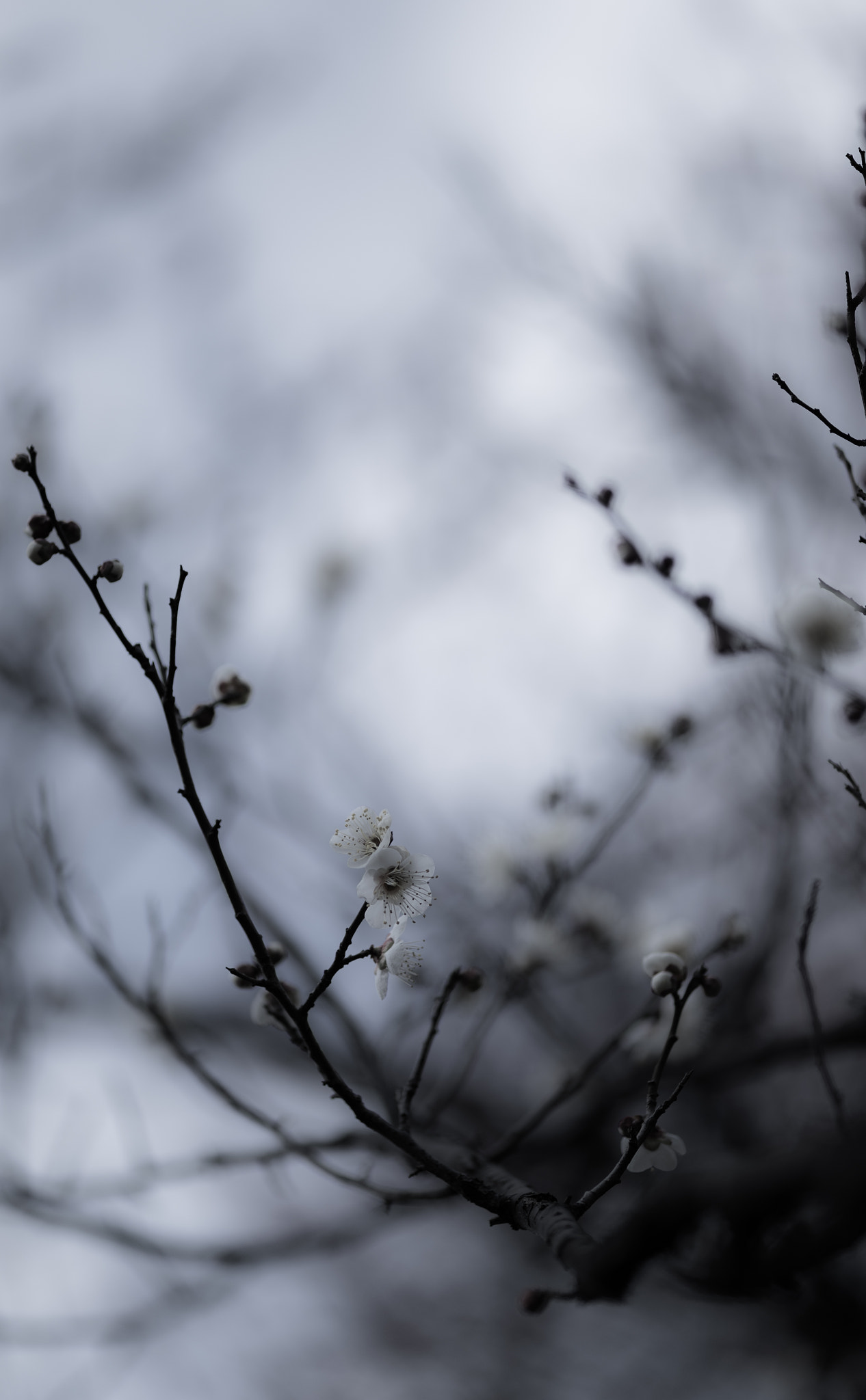 Nikon Df + ZEISS Makro-Planar T* 100mm F2 sample photo. 寒梅 photography