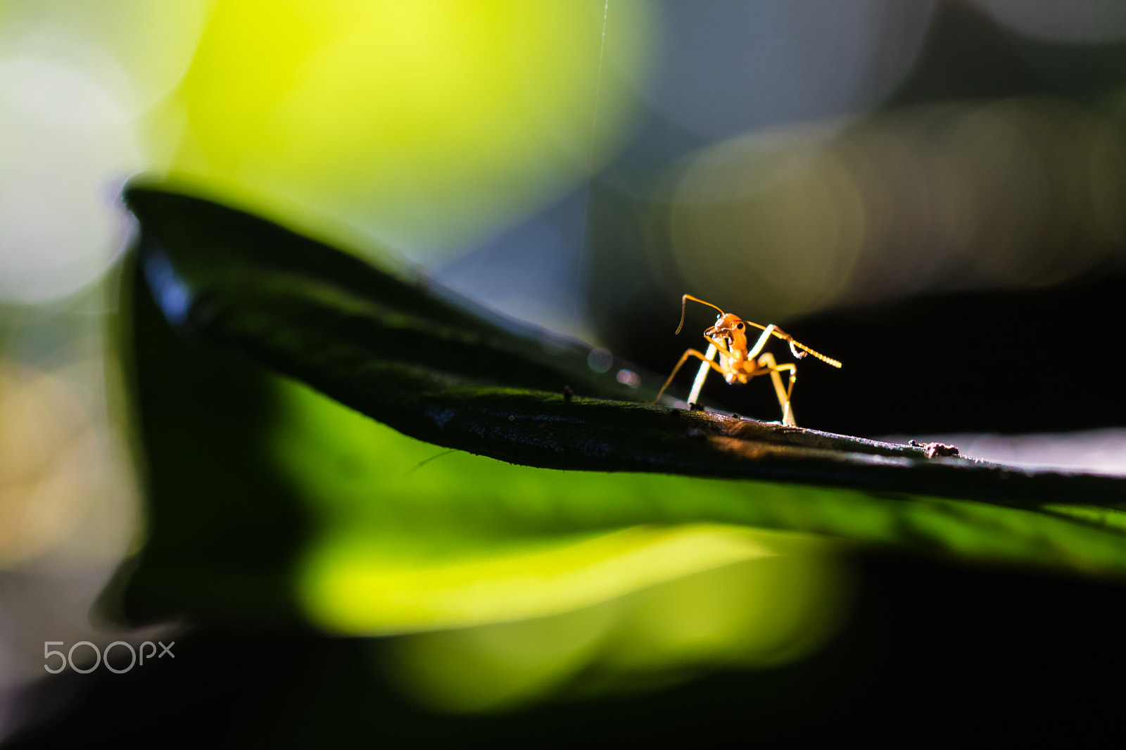 Canon EF 100mm F2.8L Macro IS USM sample photo. I am alone photography