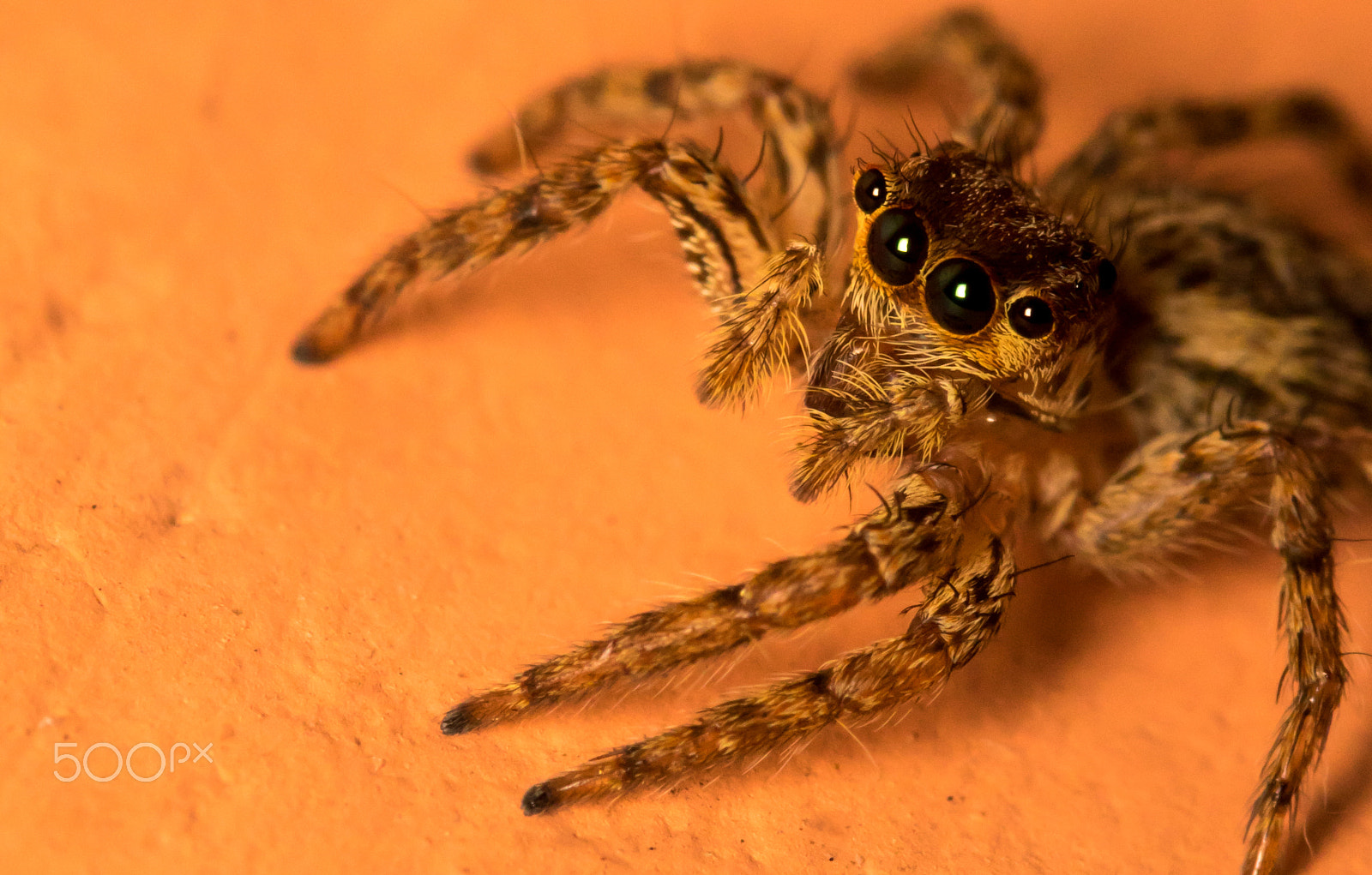 Canon EF 100mm F2.8L Macro IS USM sample photo. Jumping spider photography
