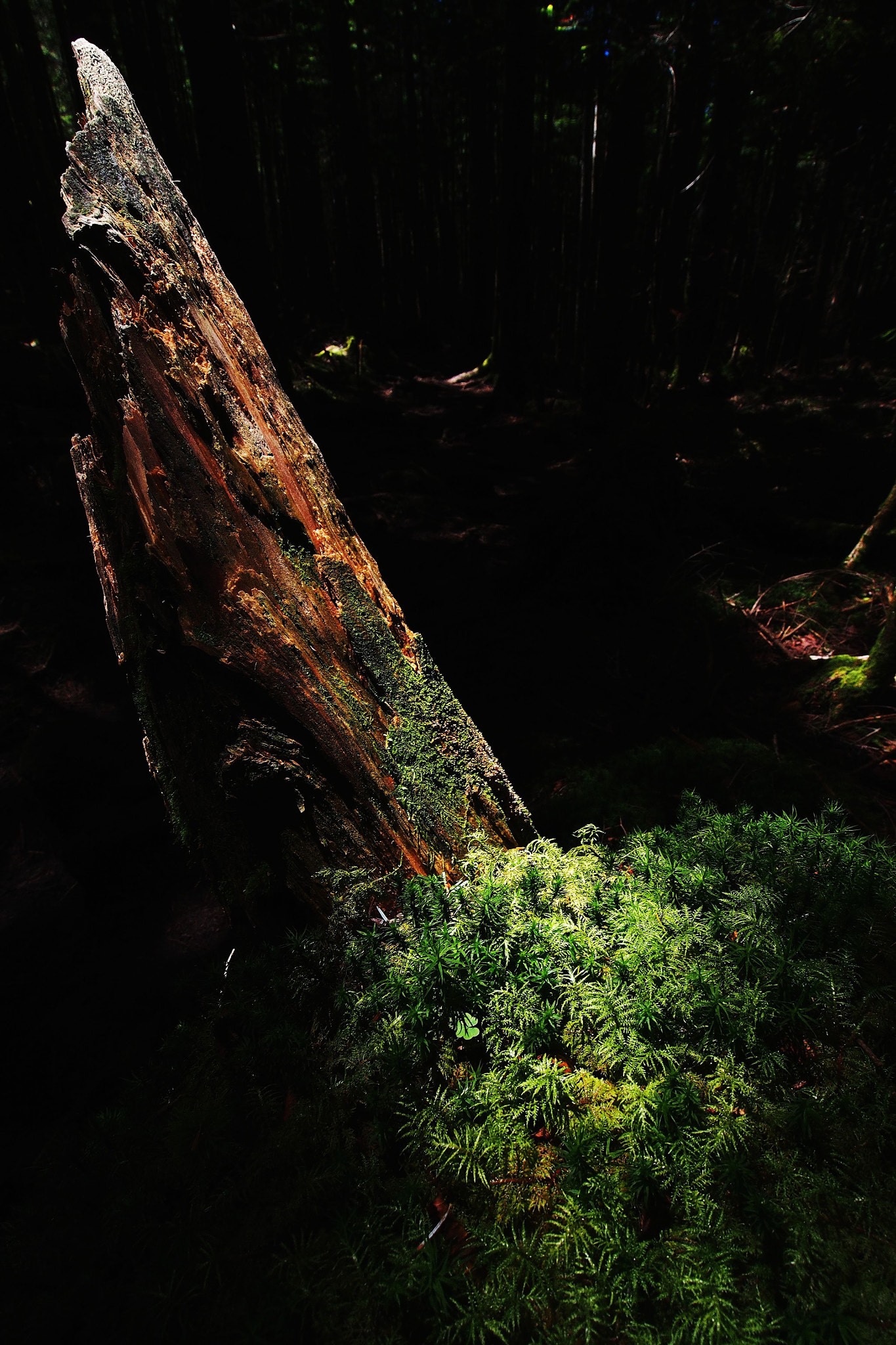 Olympus OM-D E-M5 sample photo. In a dark forest photography
