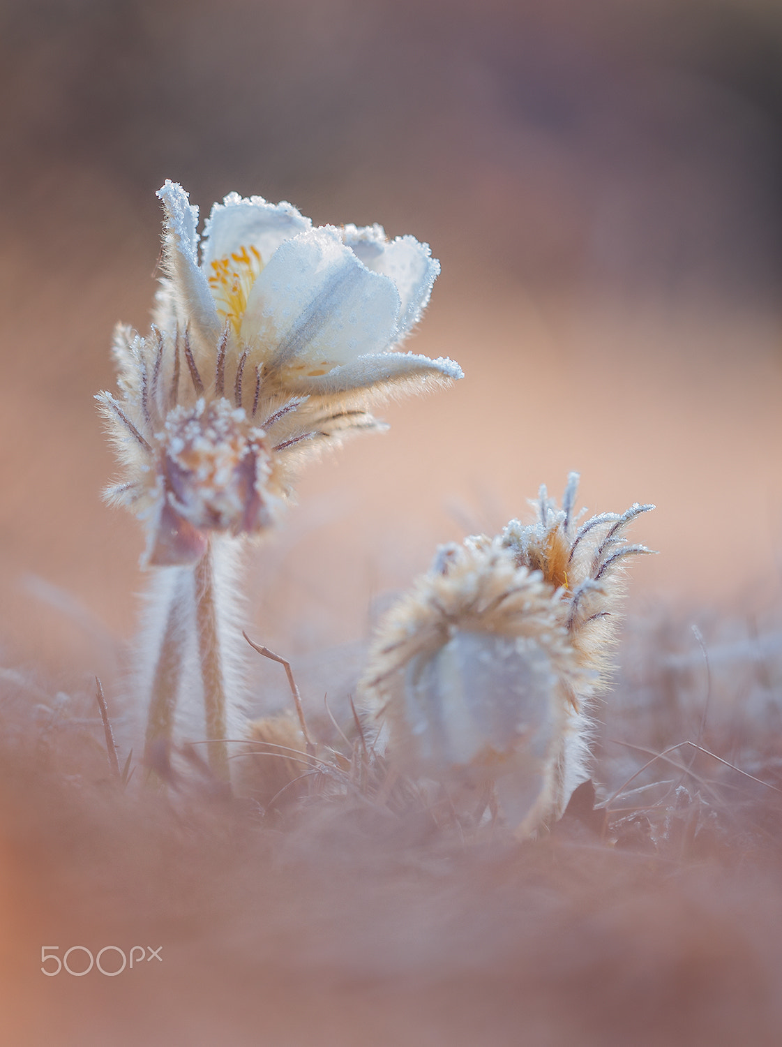 Nikon D700 + Sigma 150mm F2.8 EX DG Macro HSM sample photo. After a frosty night (pulsatilla vernalis) photography