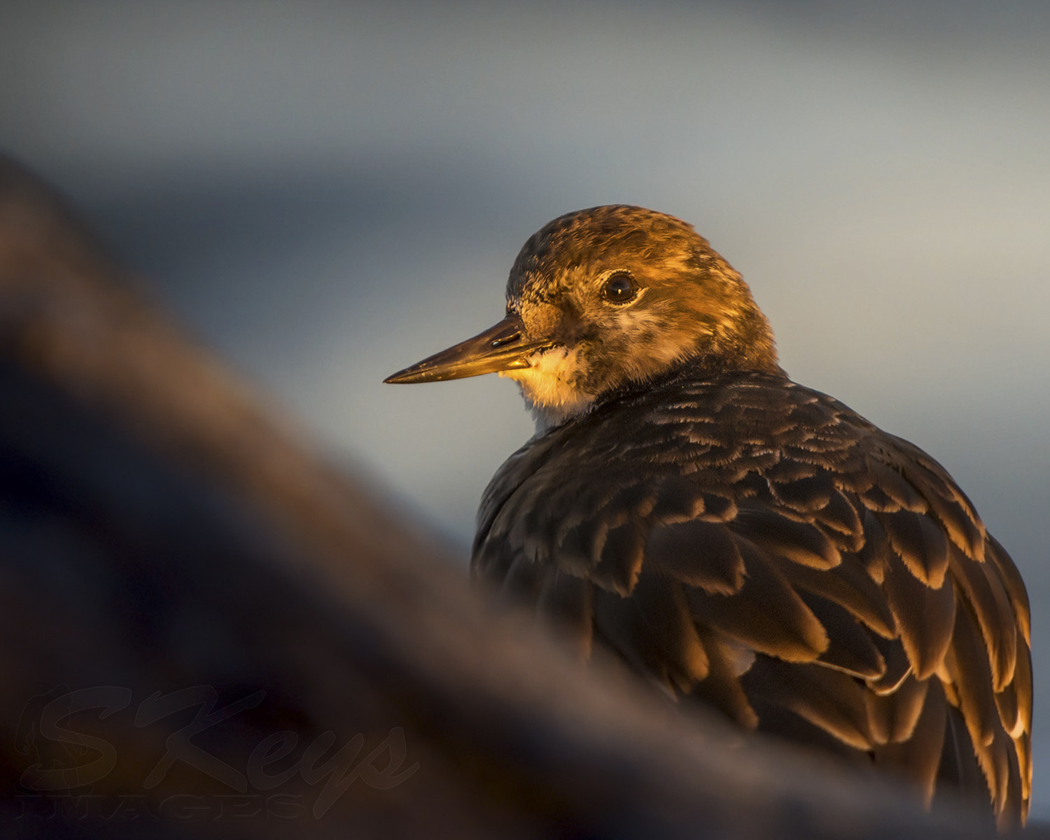 Nikon D7200 sample photo. Bronzed (ruddy turnstone) photography