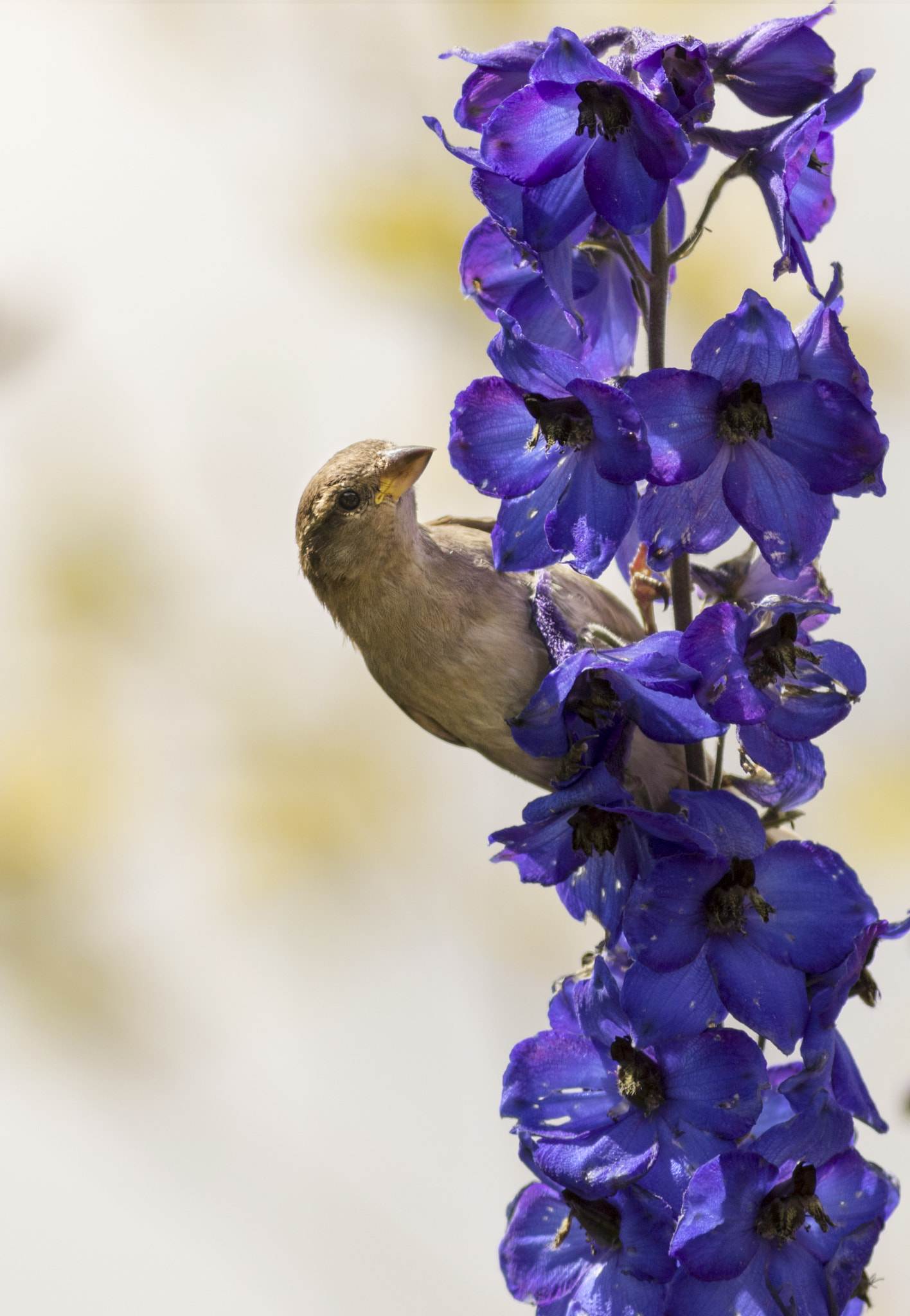 Canon EOS 7D Mark II + Canon EF 300mm F4L IS USM sample photo. Sparrow on delphinium photography