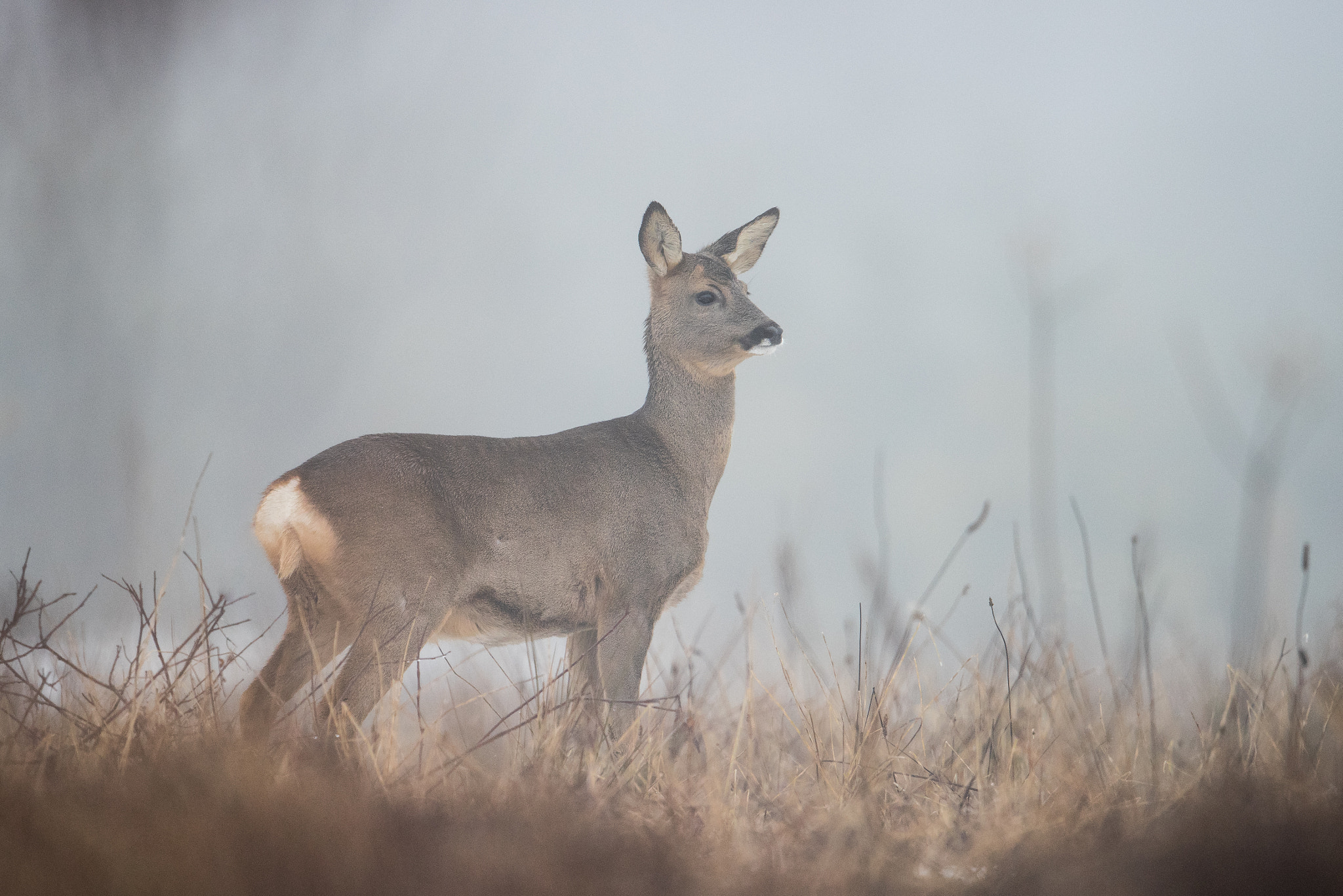 Nikon AF-S Nikkor 600mm F4G ED VR sample photo. Chevreuil dans la brume photography