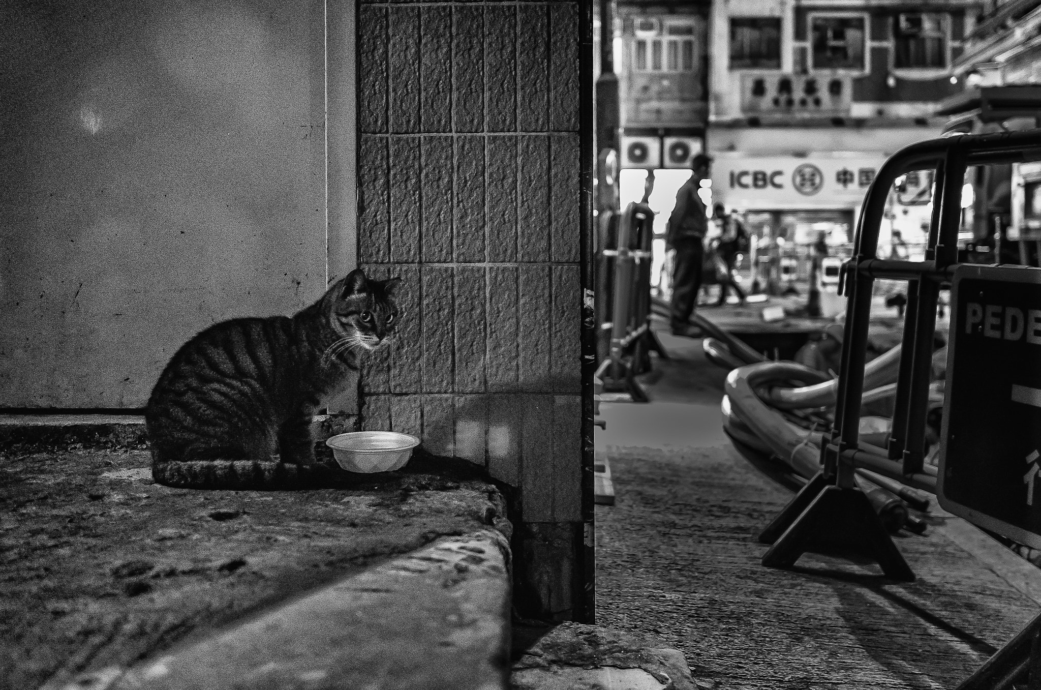 Summicron T 1:2 23 ASPH. sample photo. Street cat has no vacation photography
