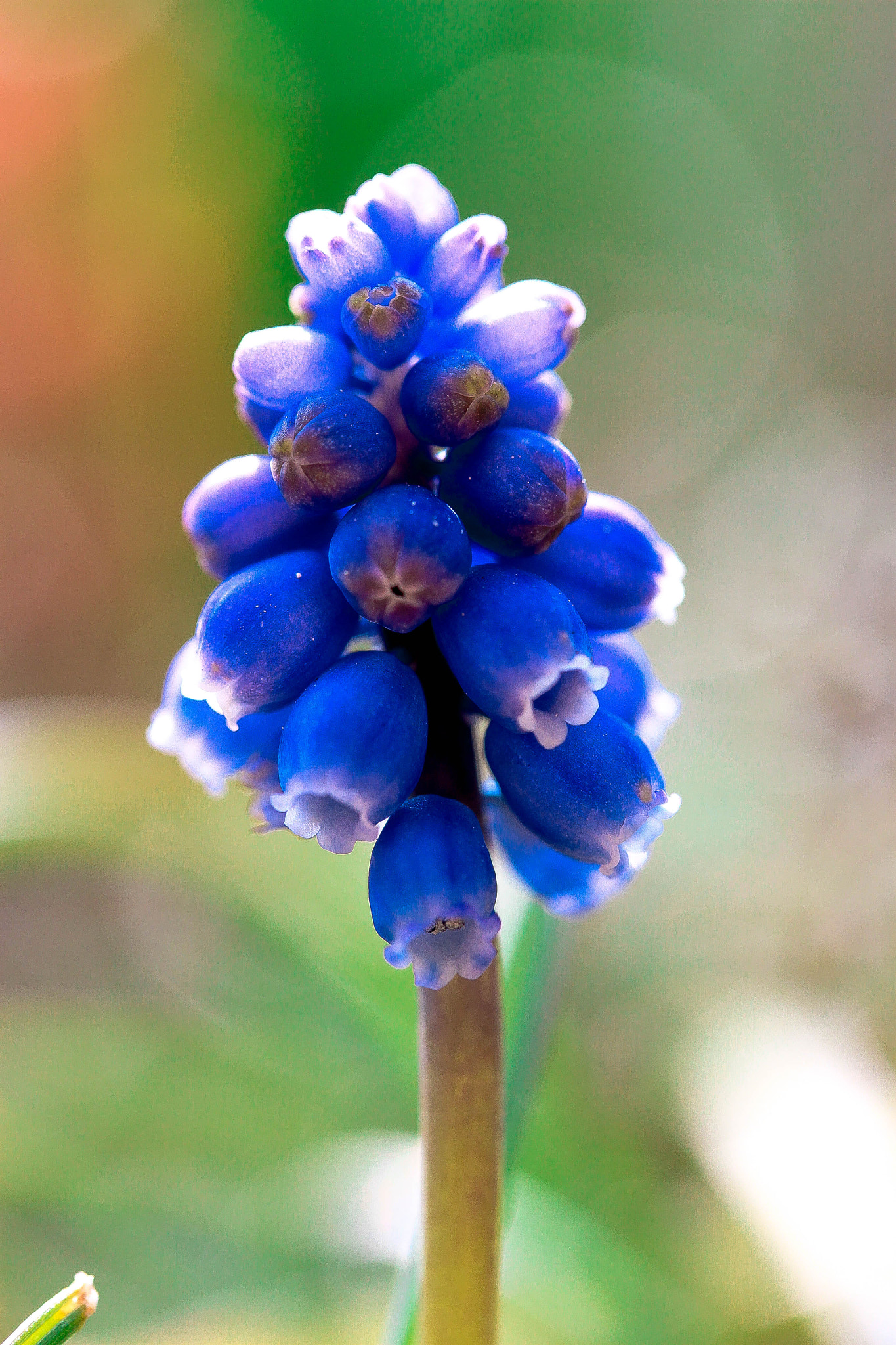 Canon EF-S 60mm F2.8 Macro USM sample photo. Traubenhyazinthe photography