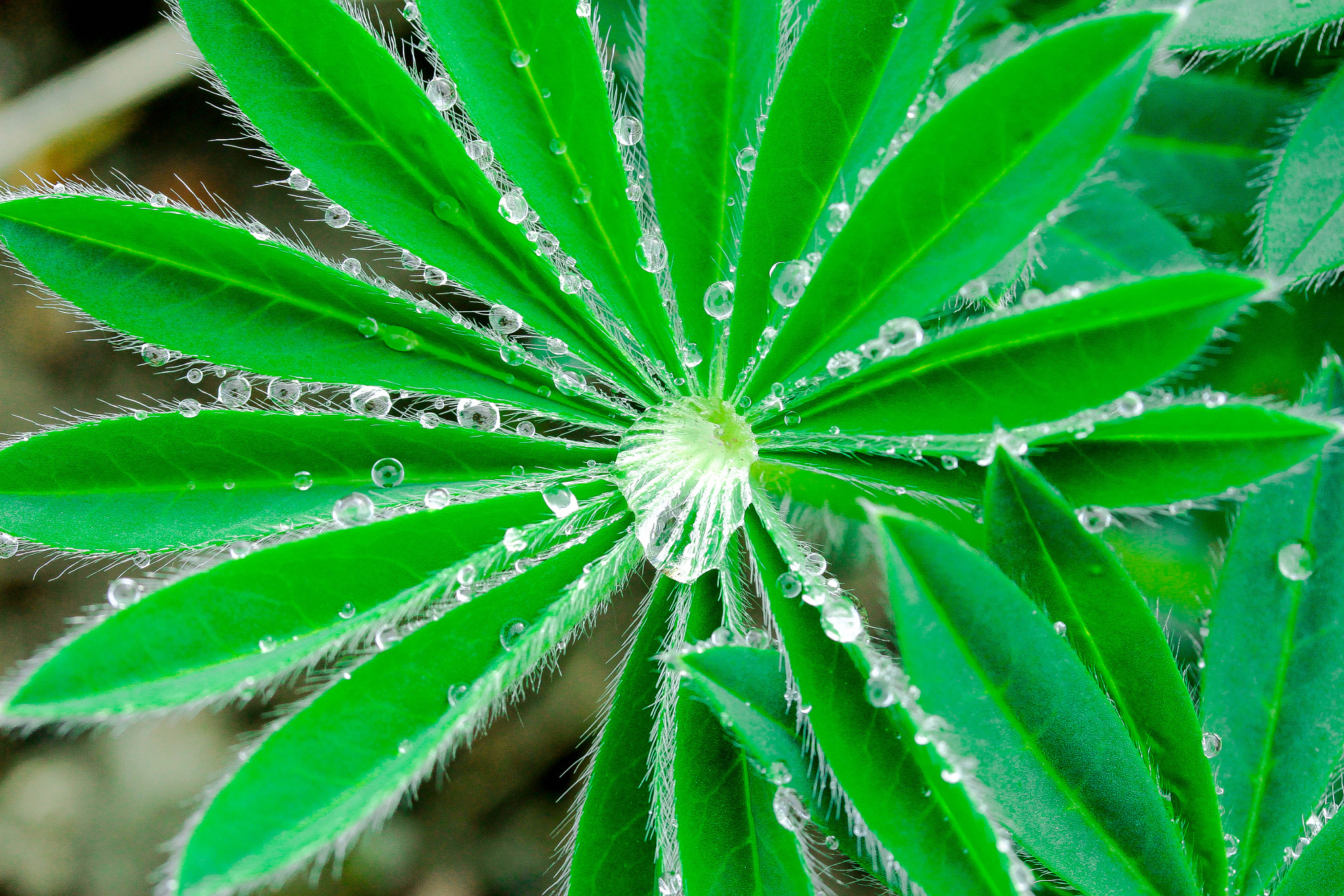 Canon EF-S 60mm F2.8 Macro USM sample photo. Lupine photography