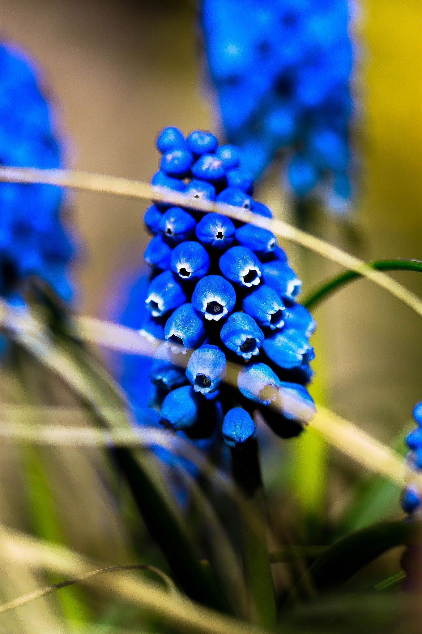 Canon EF-S 60mm F2.8 Macro USM sample photo. Hyazinthus photography