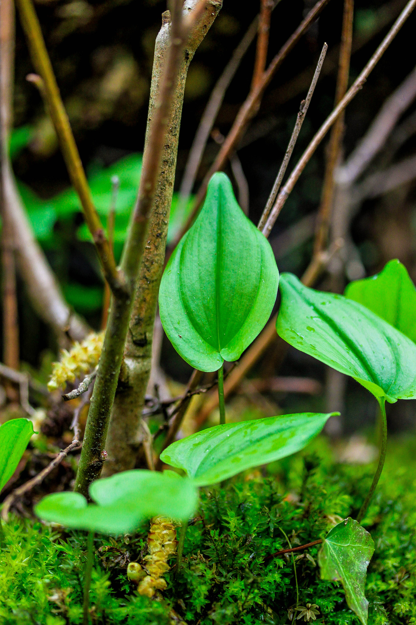 Canon EF-S 60mm F2.8 Macro USM sample photo. Woodland photography