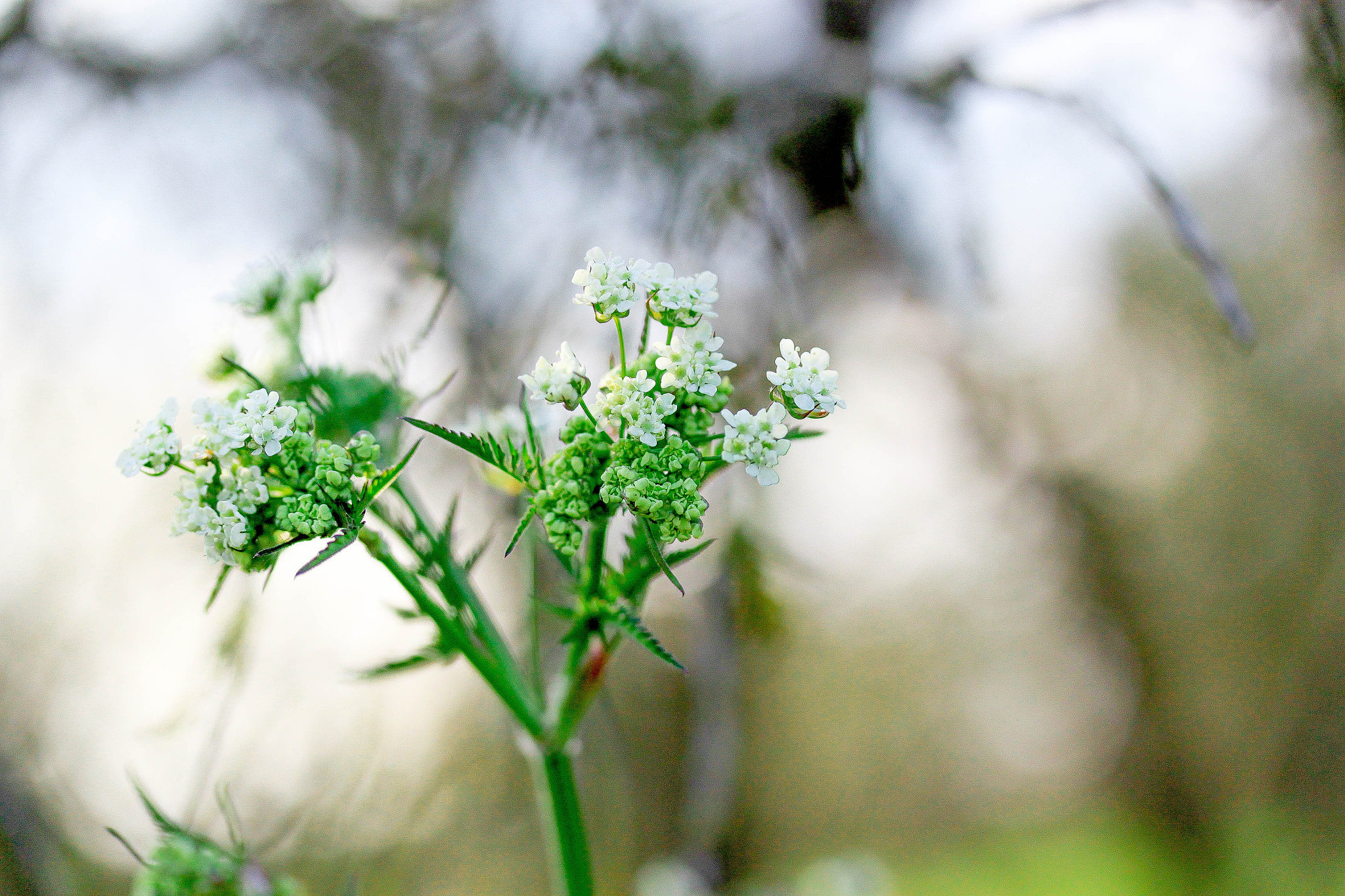 Canon EF-S 60mm F2.8 Macro USM sample photo. Herb photography