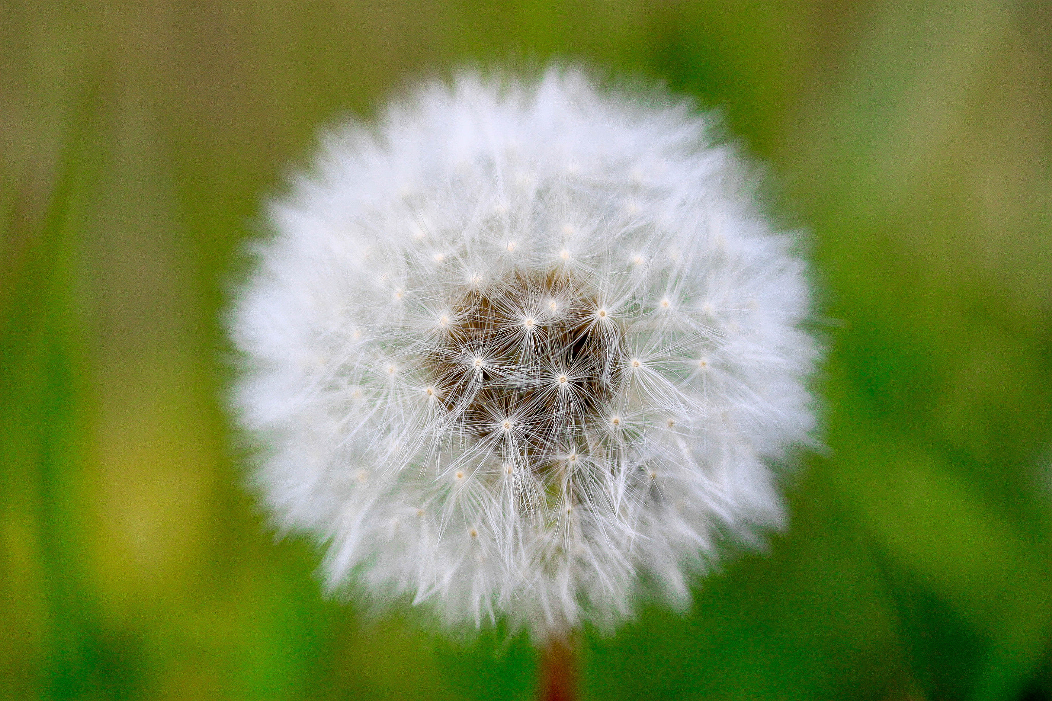 Canon EF-S 60mm F2.8 Macro USM sample photo. Blowball photography