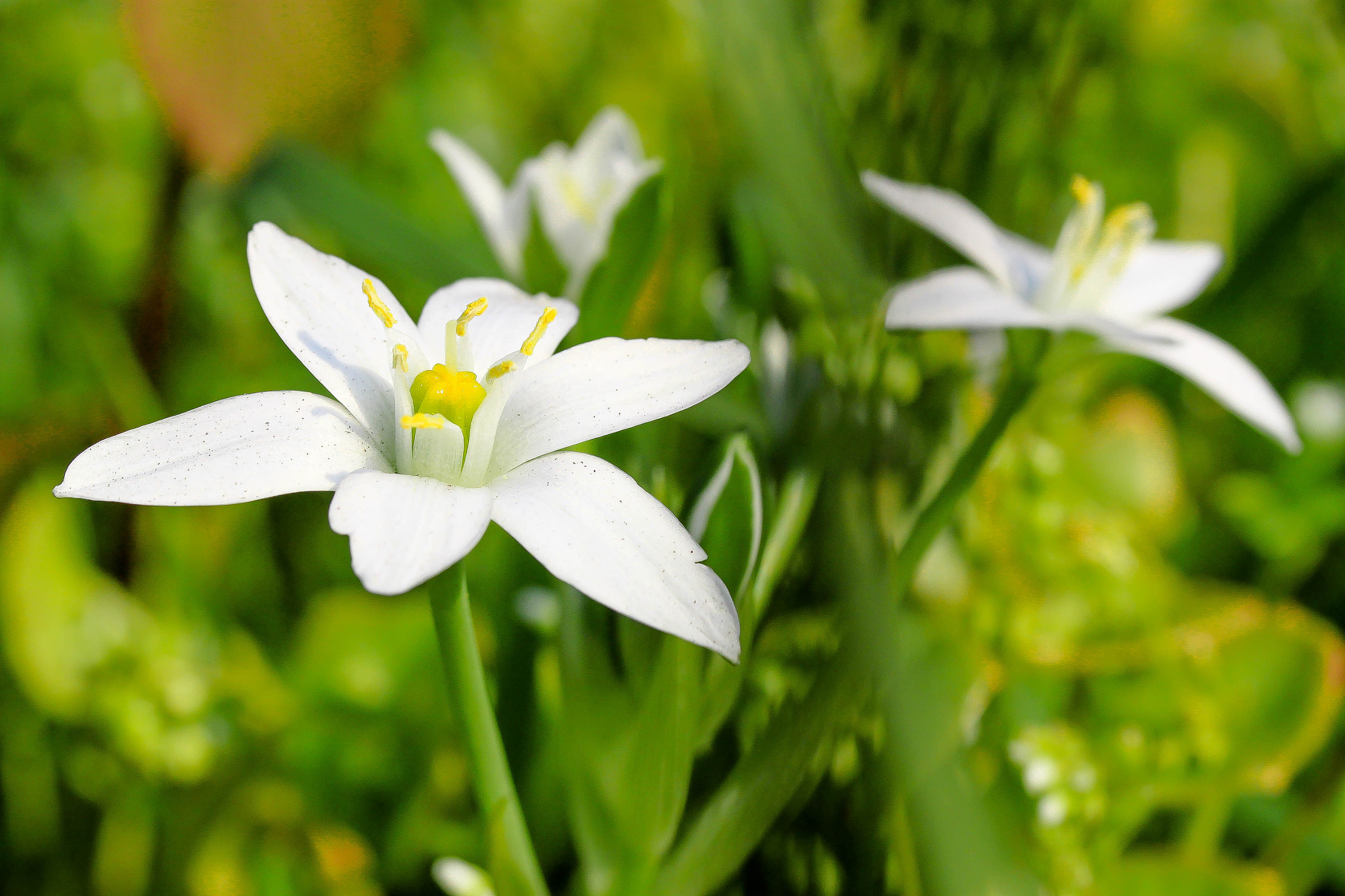 Canon EF-S 60mm F2.8 Macro USM sample photo. Milkstar photography