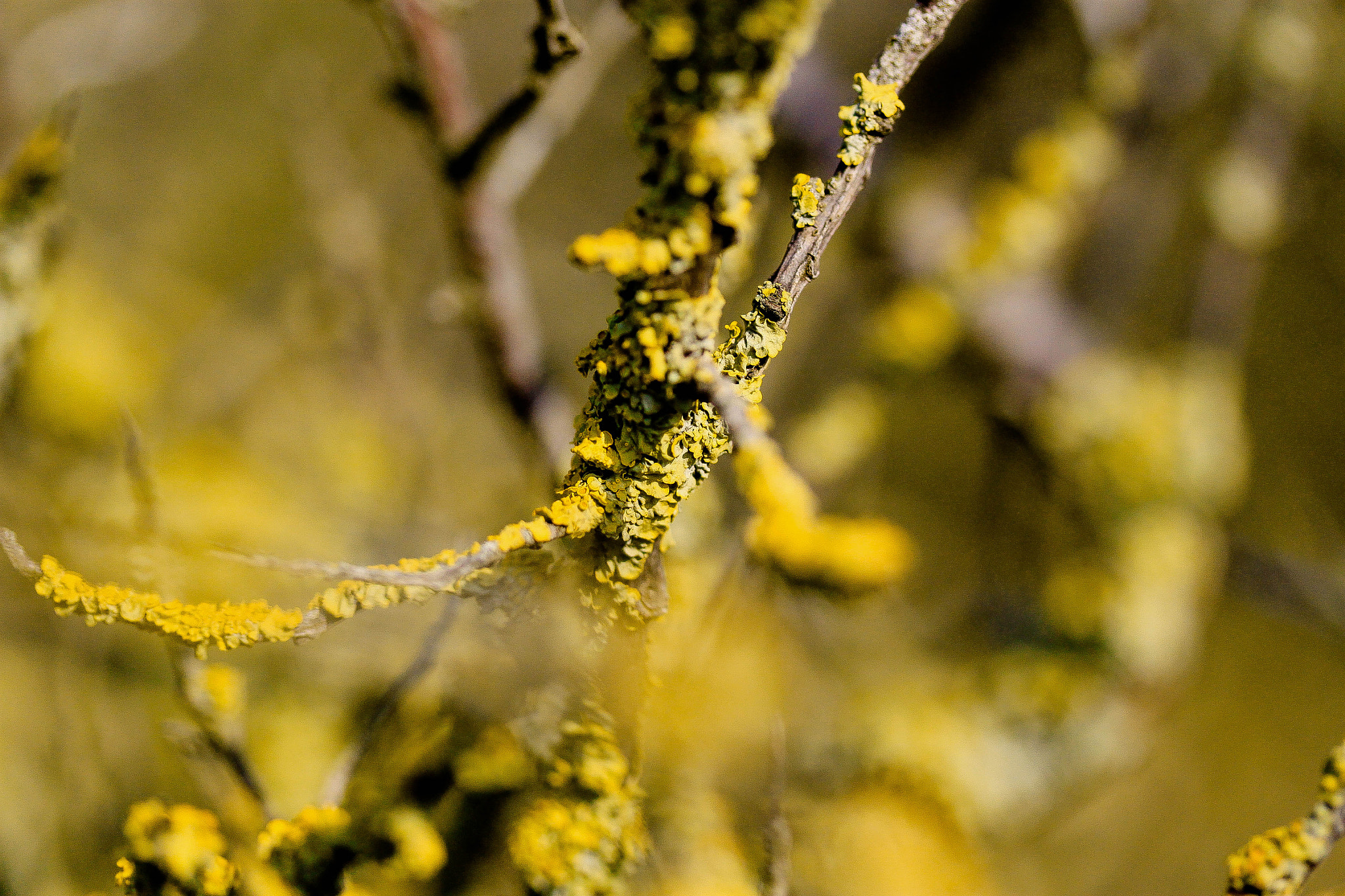 Canon EF-S 60mm F2.8 Macro USM sample photo. Lichen photography