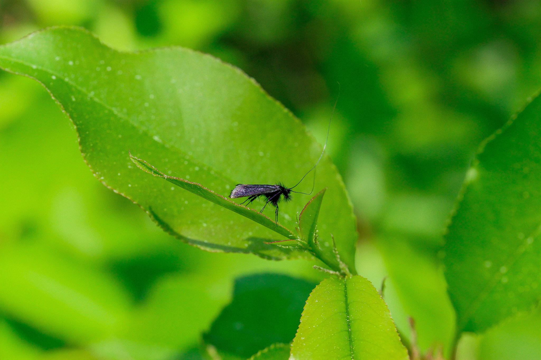 Canon EF-S 60mm F2.8 Macro USM sample photo. Insect photography
