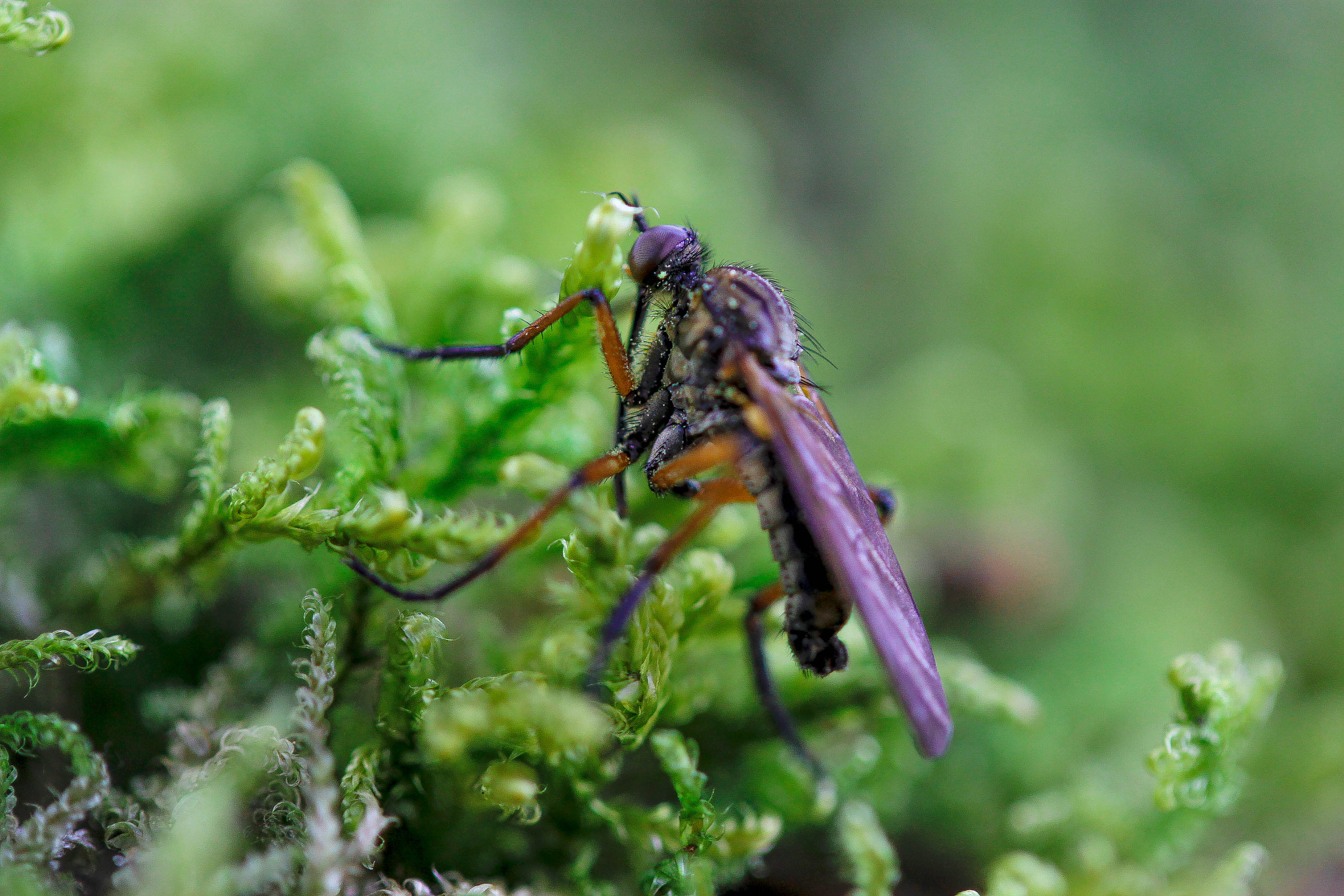 Canon EF-S 60mm F2.8 Macro USM sample photo. Img photography